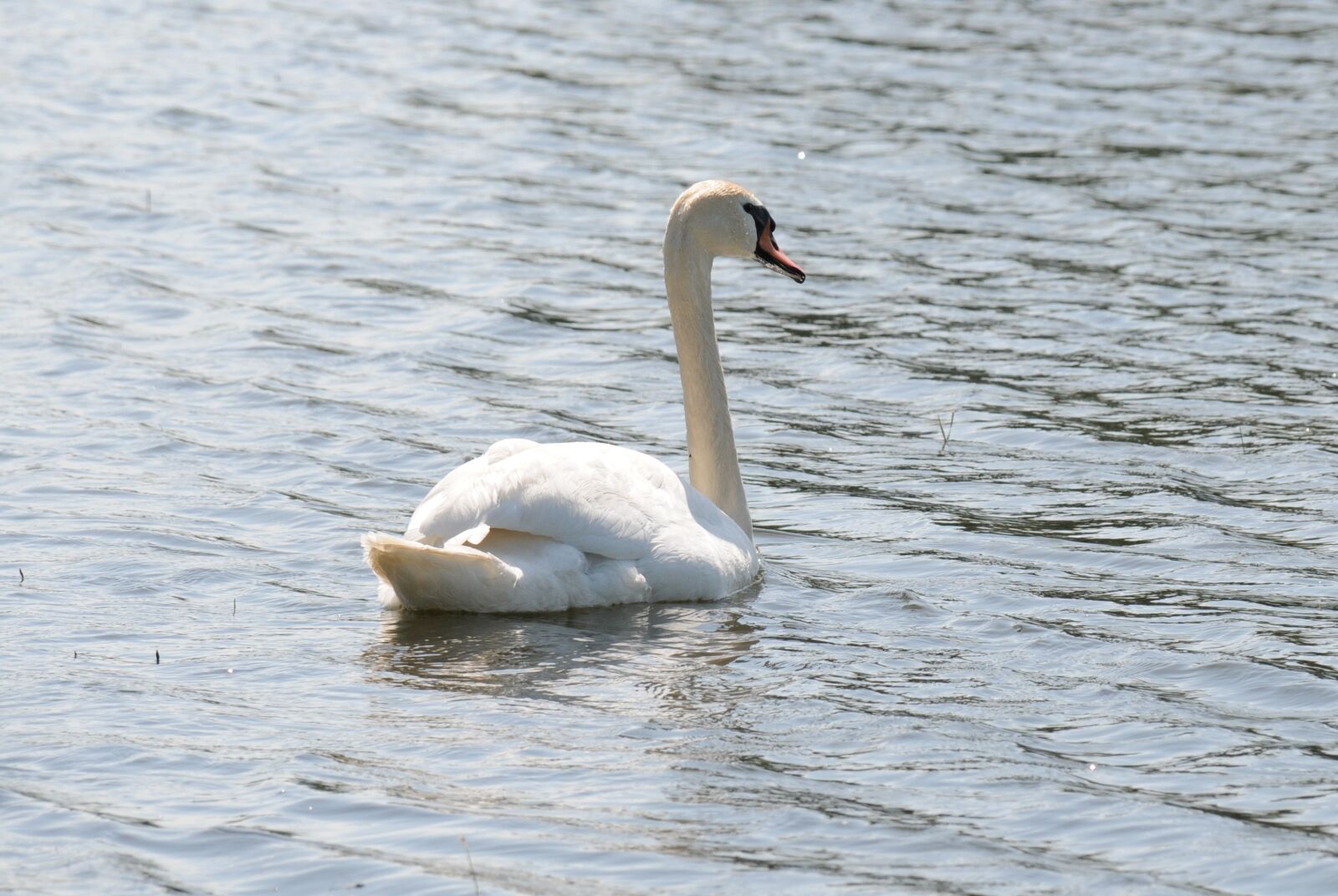 Nikon D300 sample photo. Swan, water, white photography