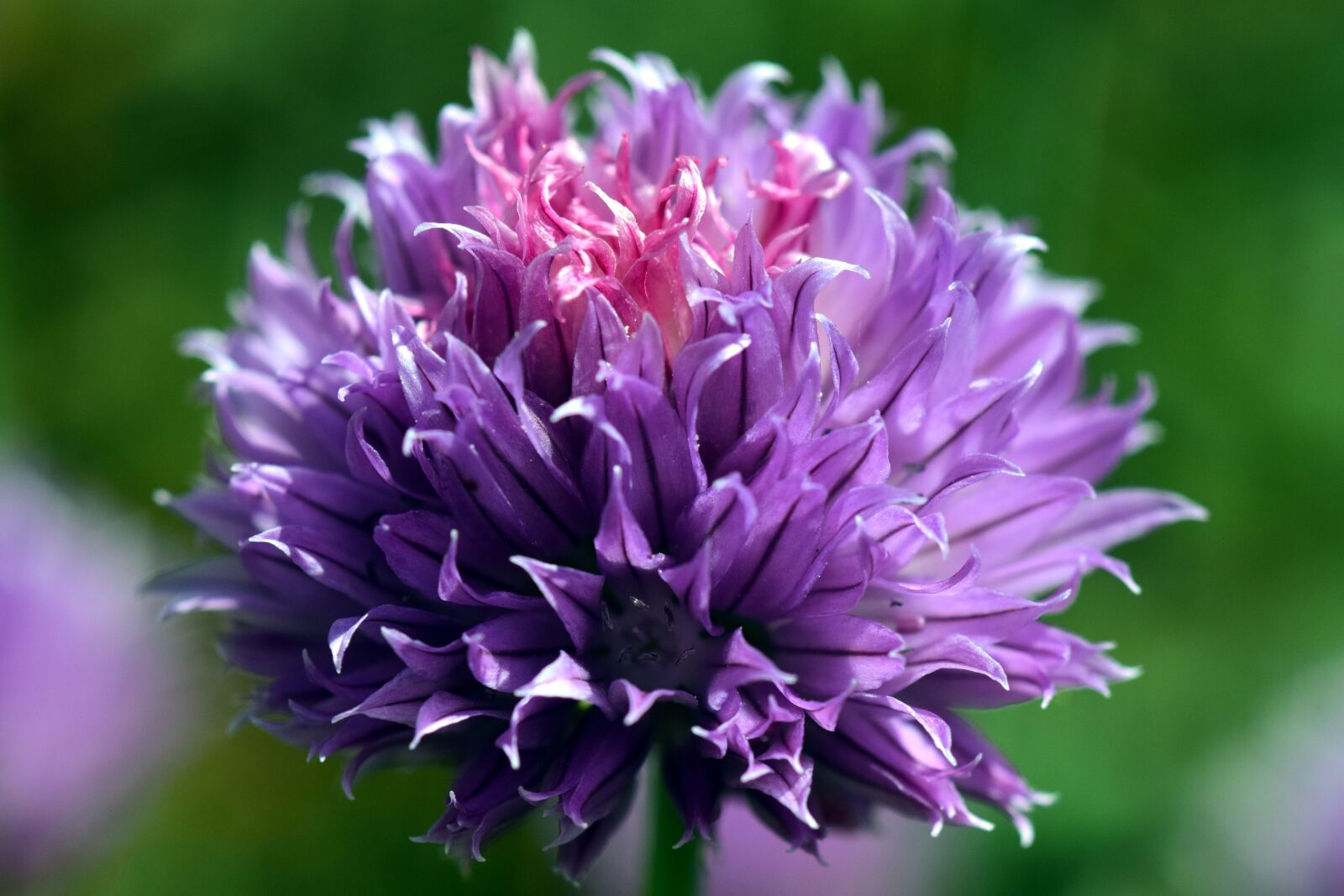 Nikon D3300 sample photo. Chives, blossom, bloom photography