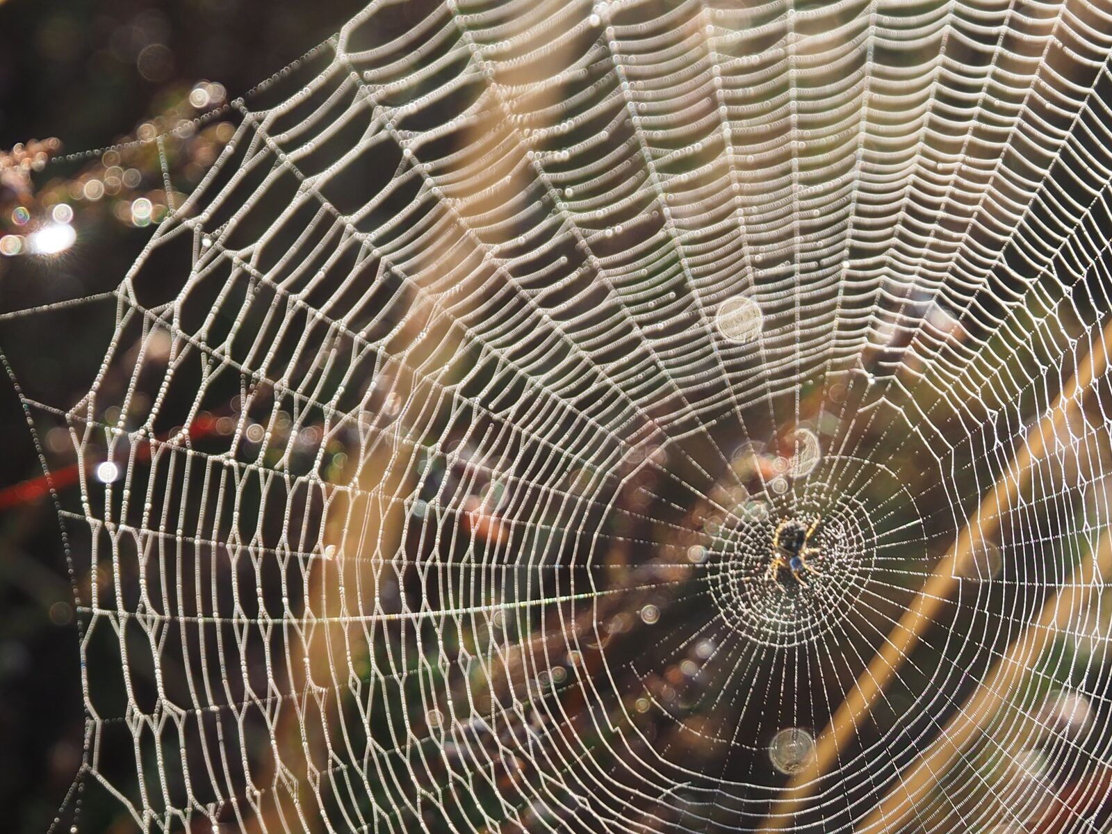 Olympus OM-D E-M1 + Olympus Zuiko Digital ED 12-60mm F2.8-4.0 SWD sample photo. Spider, spiders web, web photography