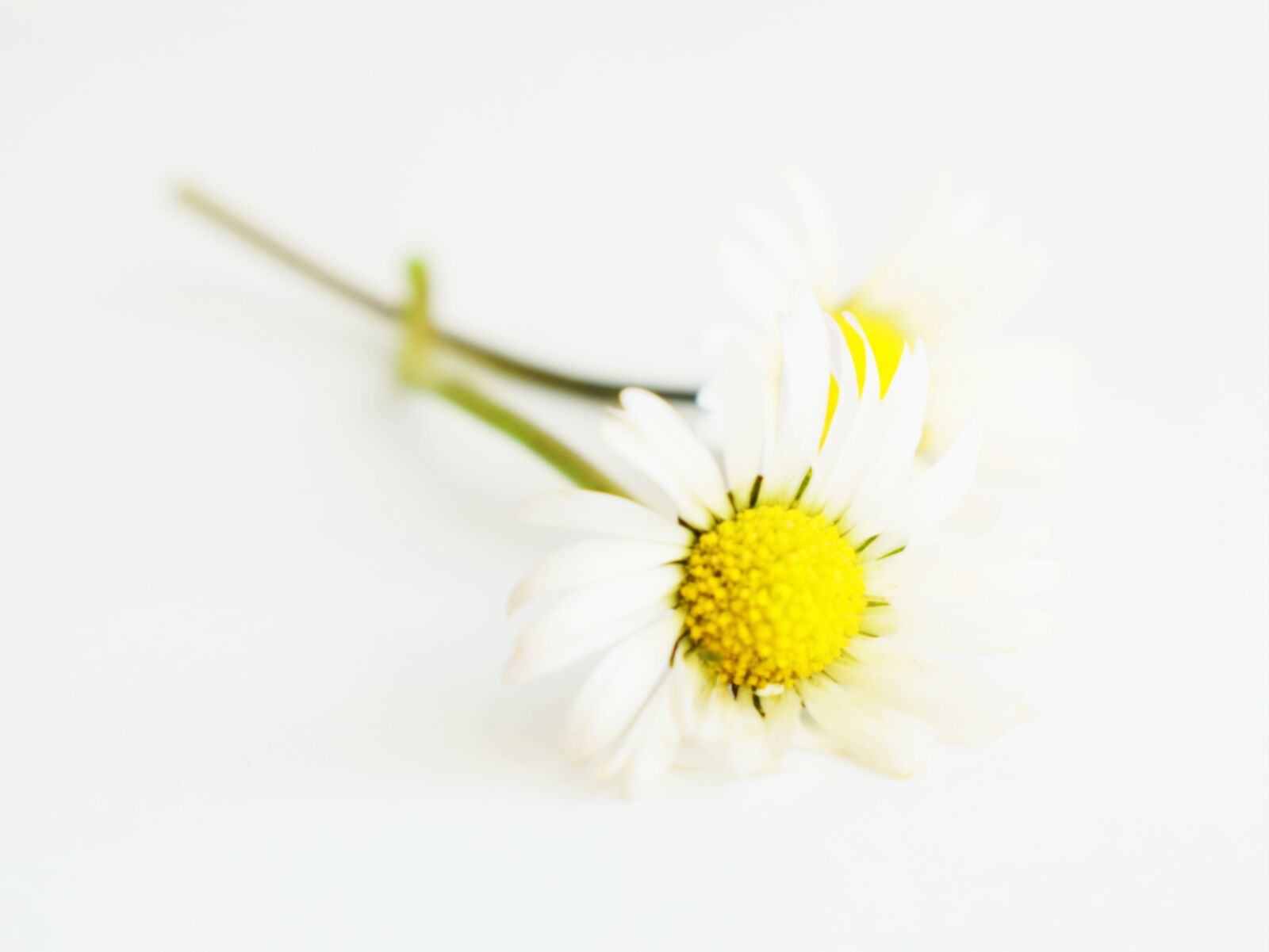 Nikon D3300 sample photo. Daisy, flower, white photography