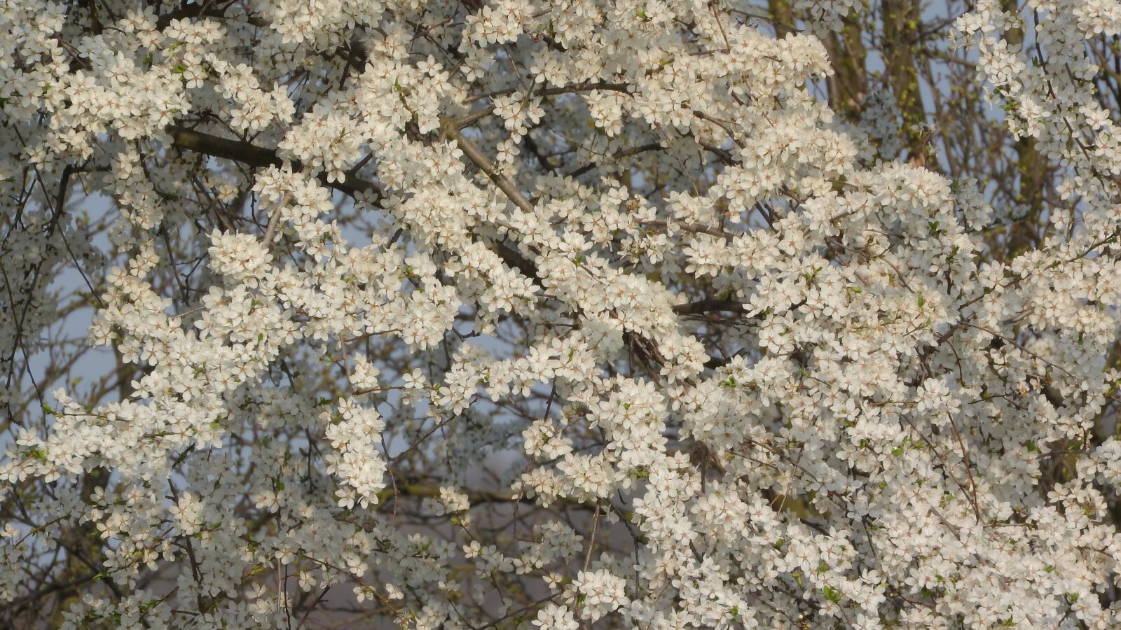 Nikon Coolpix P610 sample photo. White flowers, spring flowers photography