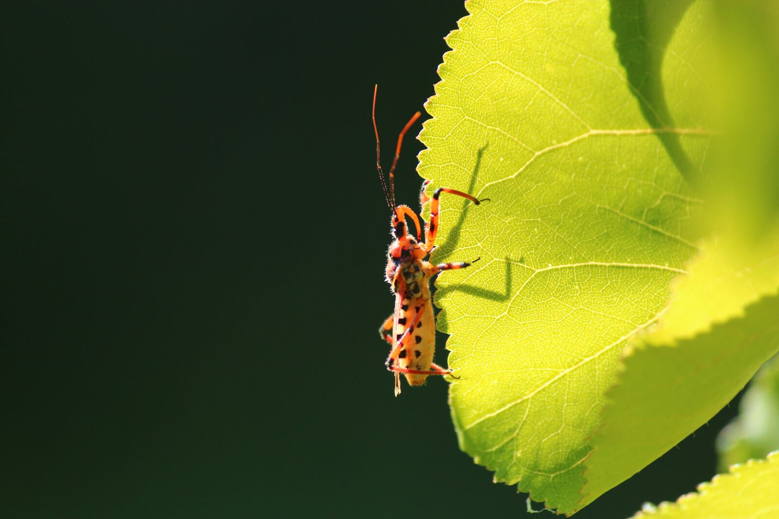 Canon EF-S 55-250mm F4-5.6 IS II sample photo. Insect, leaves, simple photography