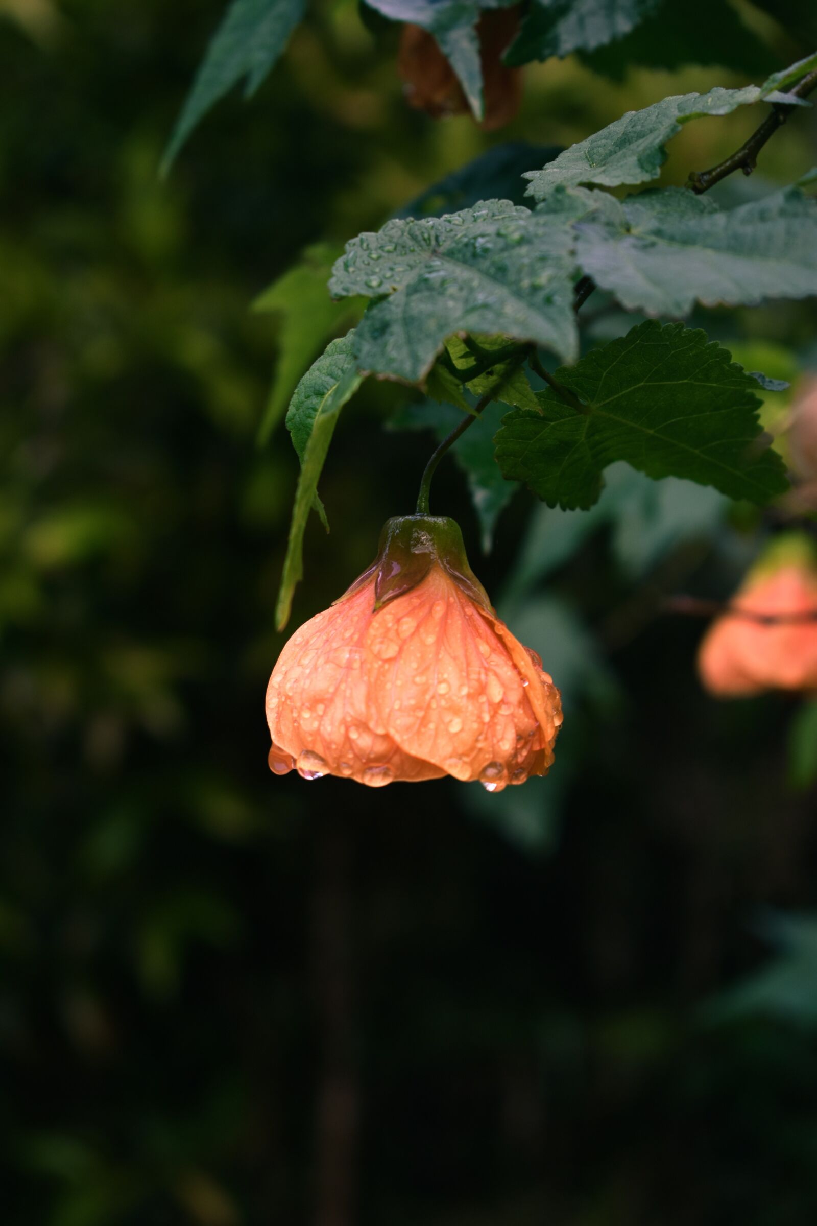 Nikon D3400 sample photo. Nature, flower, garden photography