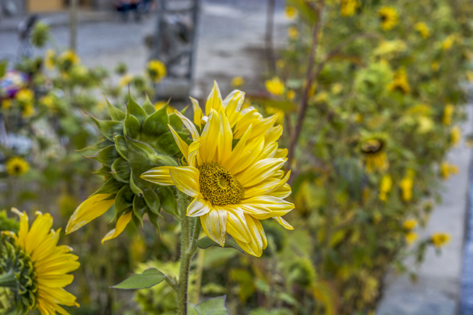 Nikon D5200 sample photo. Sunflower, sunflowers, yellow, yellow photography