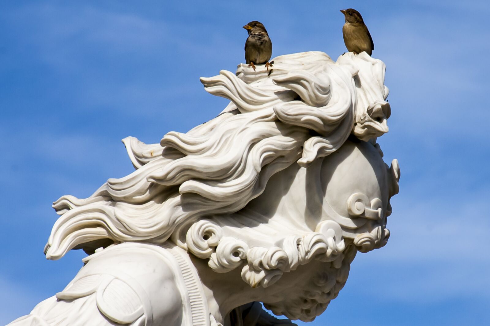 Canon EOS 5D + Canon EF 28-135mm F3.5-5.6 IS USM sample photo. Potsdam, statue, sparrows photography