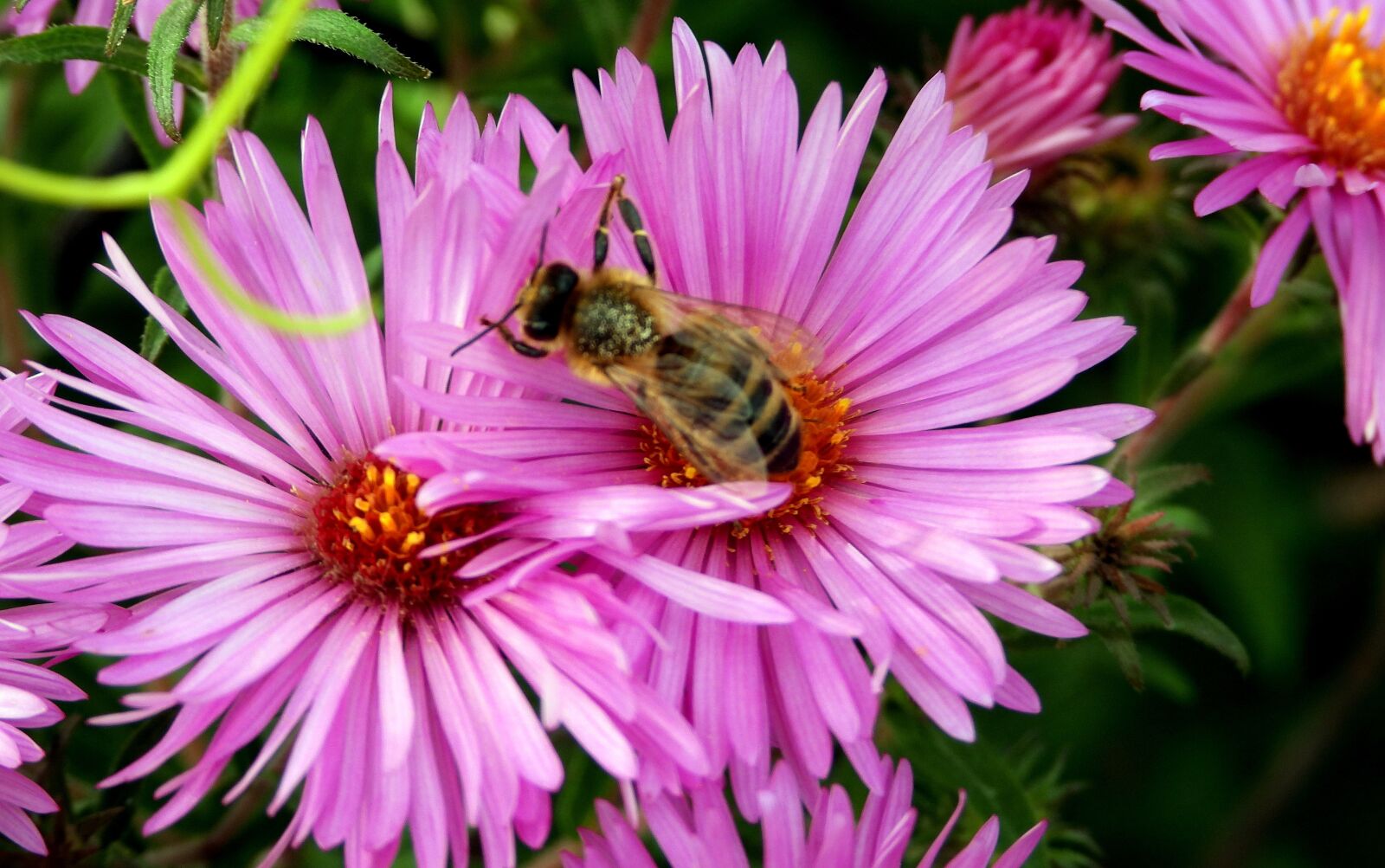 Nikon Coolpix P1000 sample photo. Flower, violet, bee photography