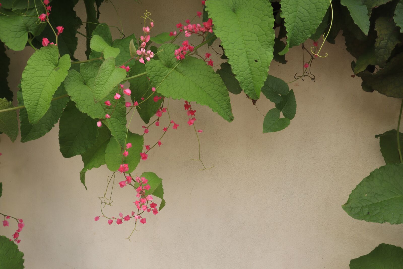 Canon EOS M50 (EOS Kiss M) sample photo. Flower, the wall, green photography