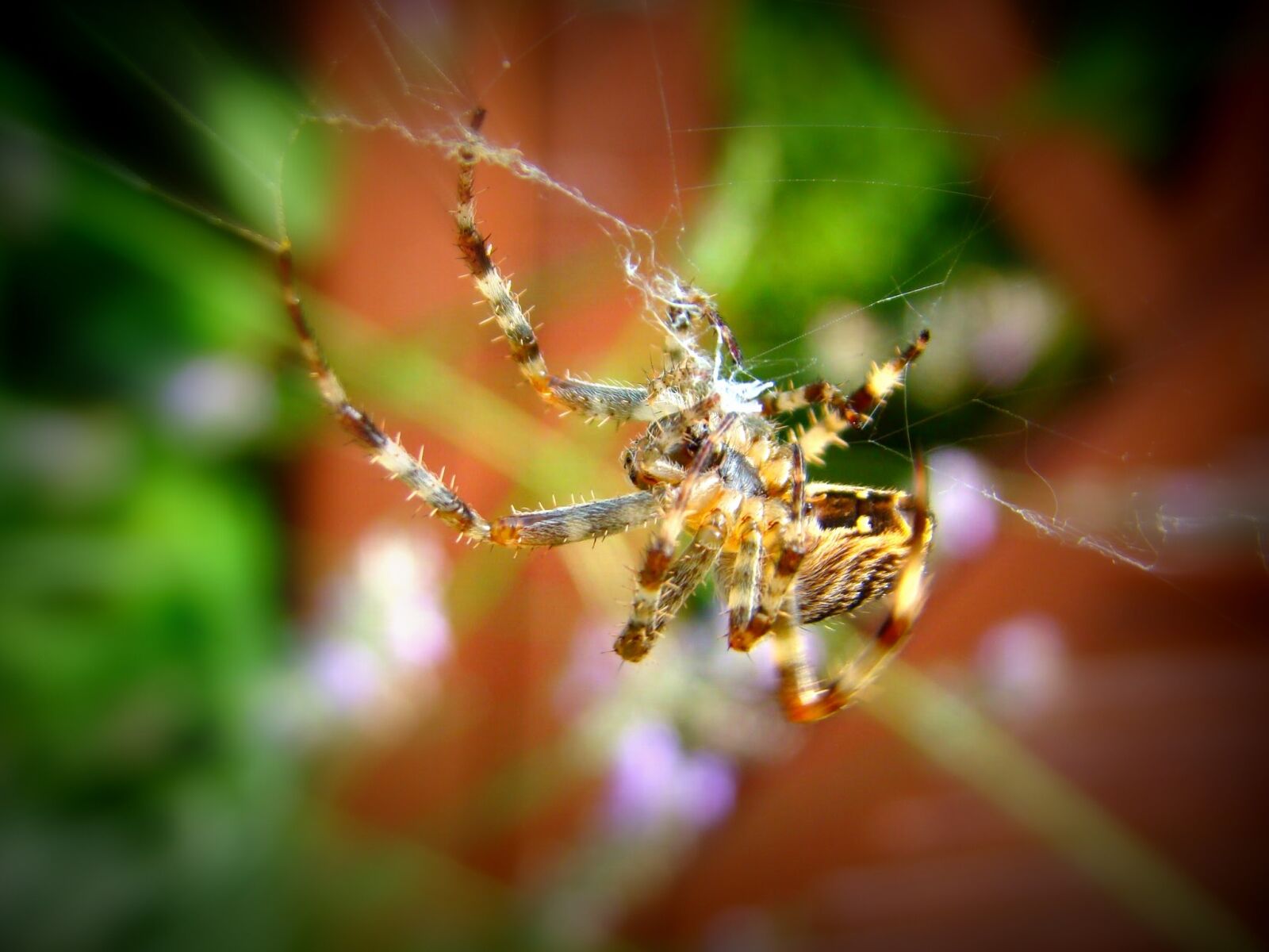 Sony DSC-H9 sample photo. Spider, expect, garden photography