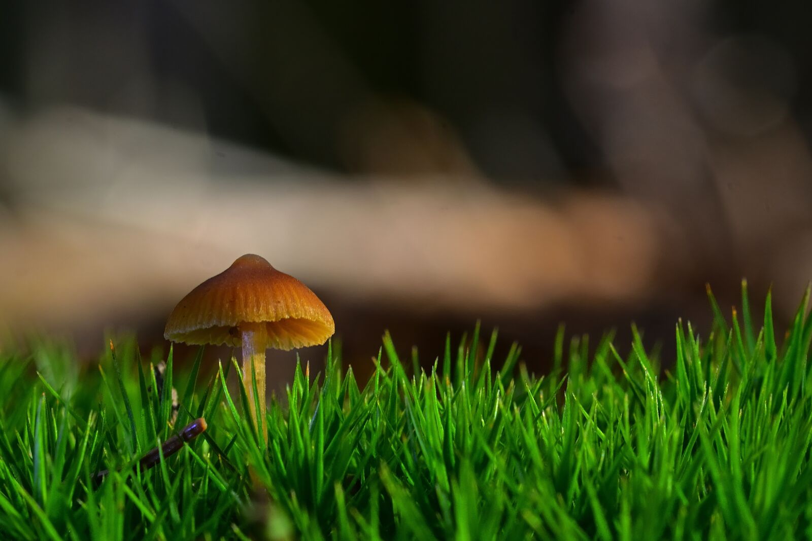 Nikon D5200 sample photo. Nature, forest, mushroom photography