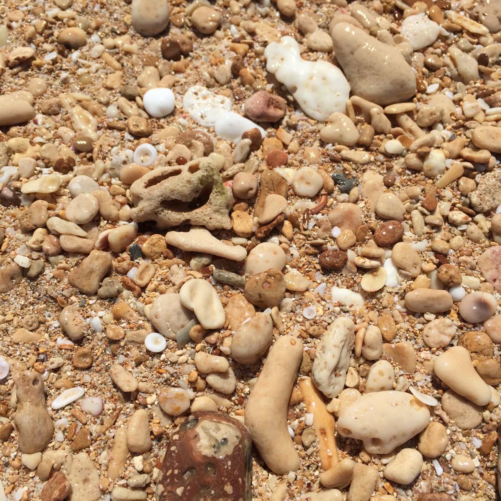 Apple iPhone 6 sample photo. Beach, shell, ocean photography