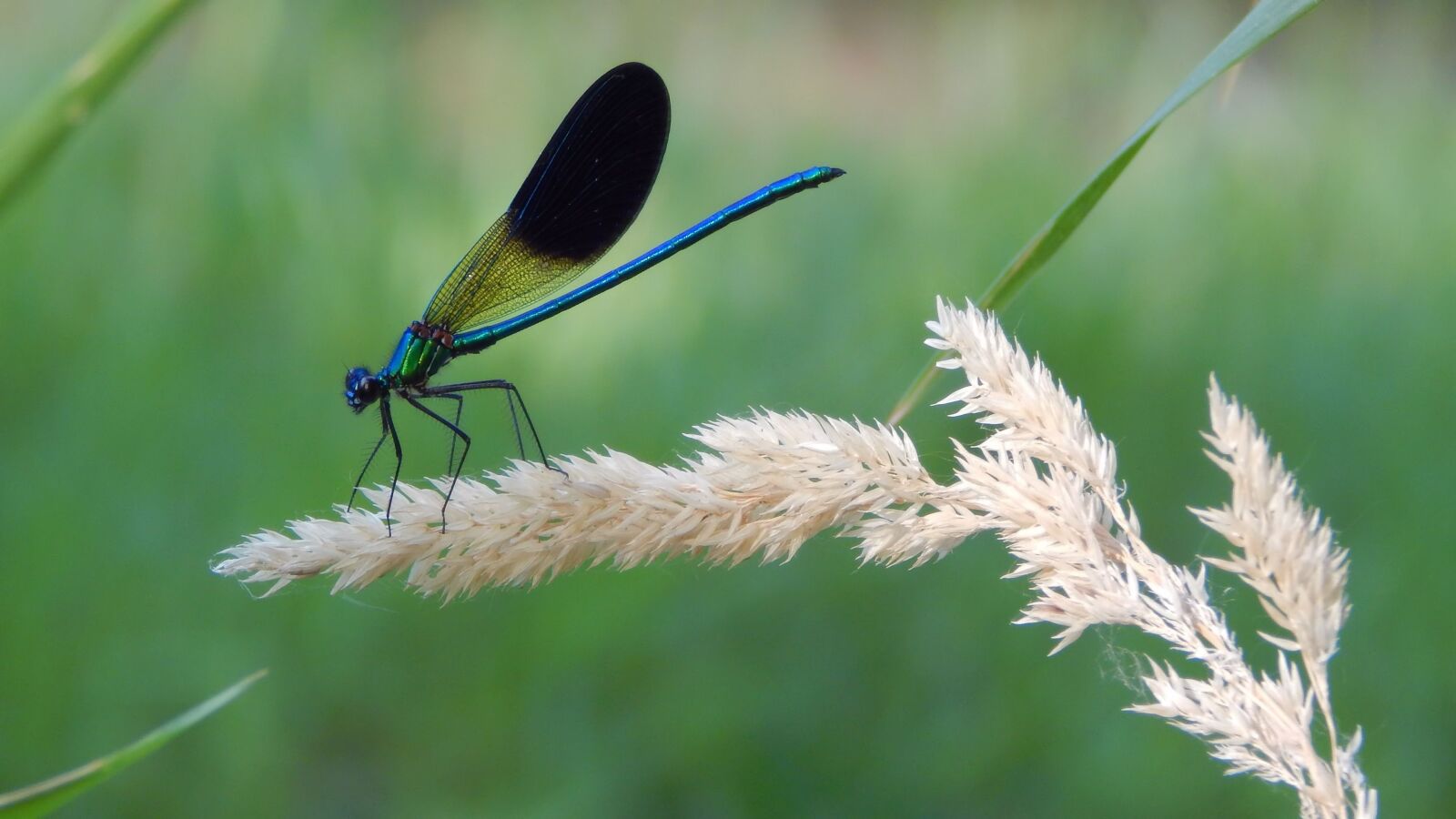 Nikon Coolpix L830 sample photo. Dragonfly, nature, insect photography