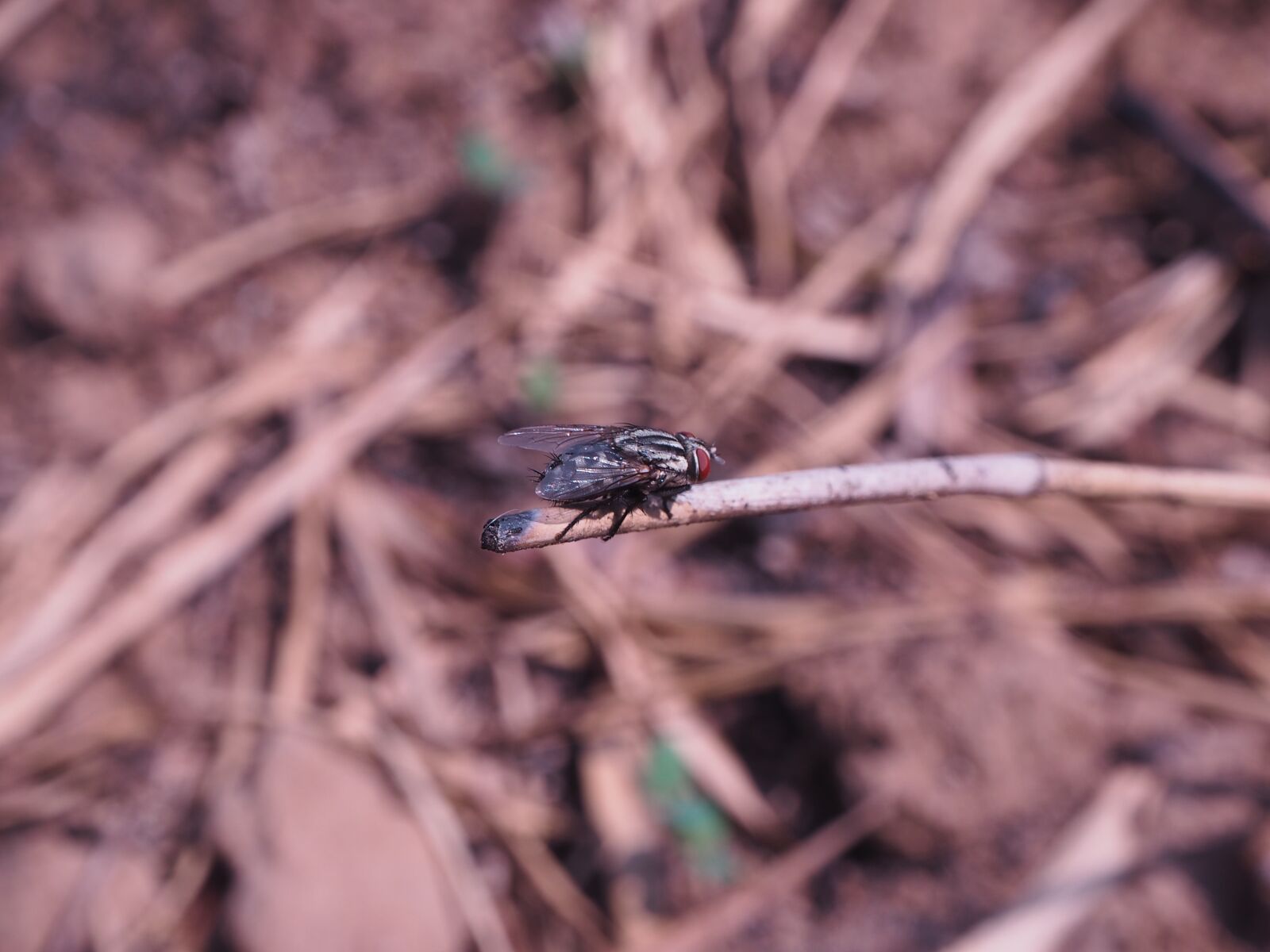 Olympus OM-D E-M10 sample photo. Flies, lunch, insects photography