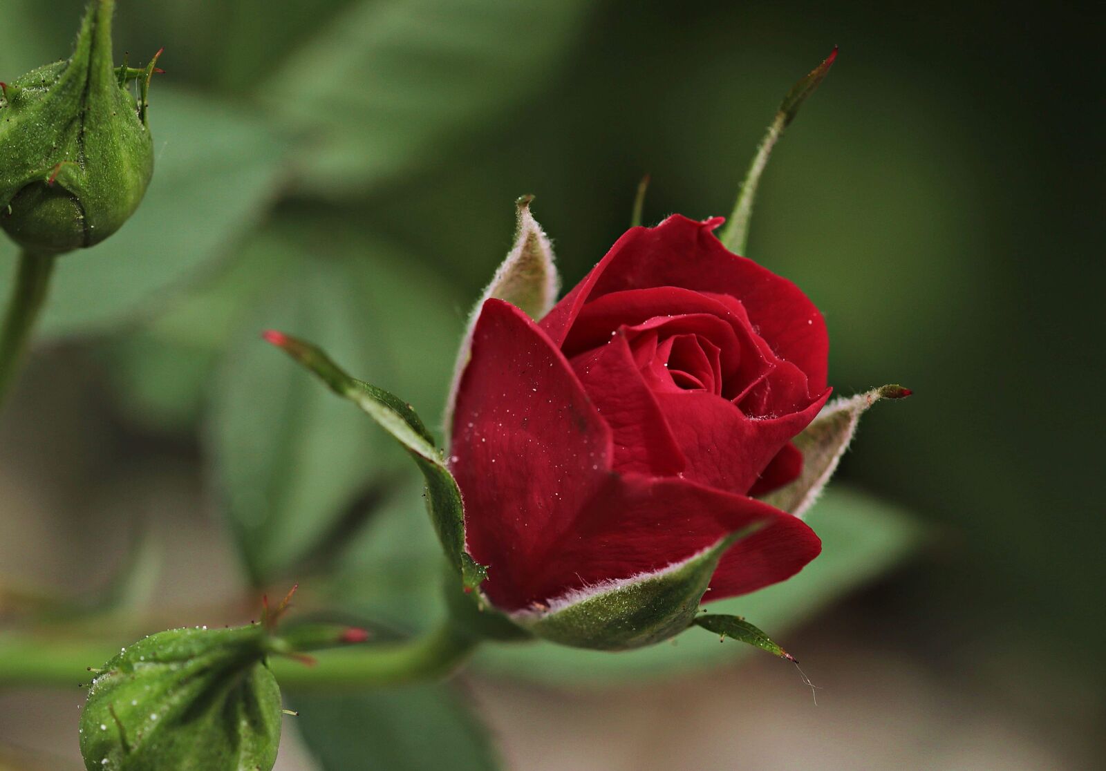 Canon EOS 80D sample photo. Leaf, flower, rose, nature photography