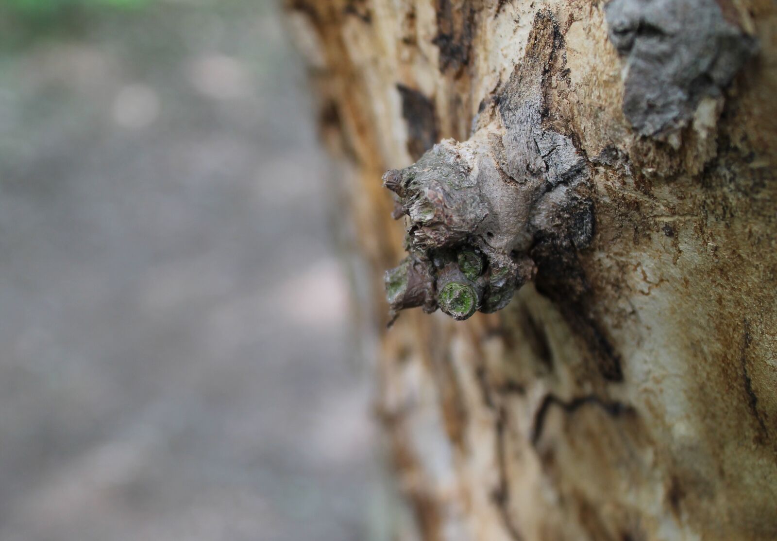 Canon EOS 1100D (EOS Rebel T3 / EOS Kiss X50) sample photo. Spring, wood, log photography