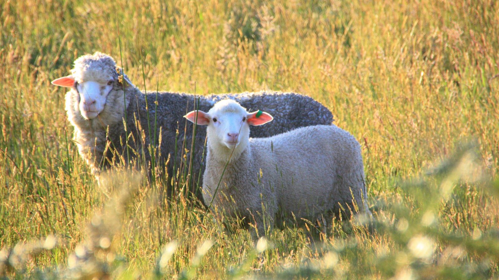 Canon EOS 450D (EOS Rebel XSi / EOS Kiss X2) sample photo. Sheep, pet, prairie photography