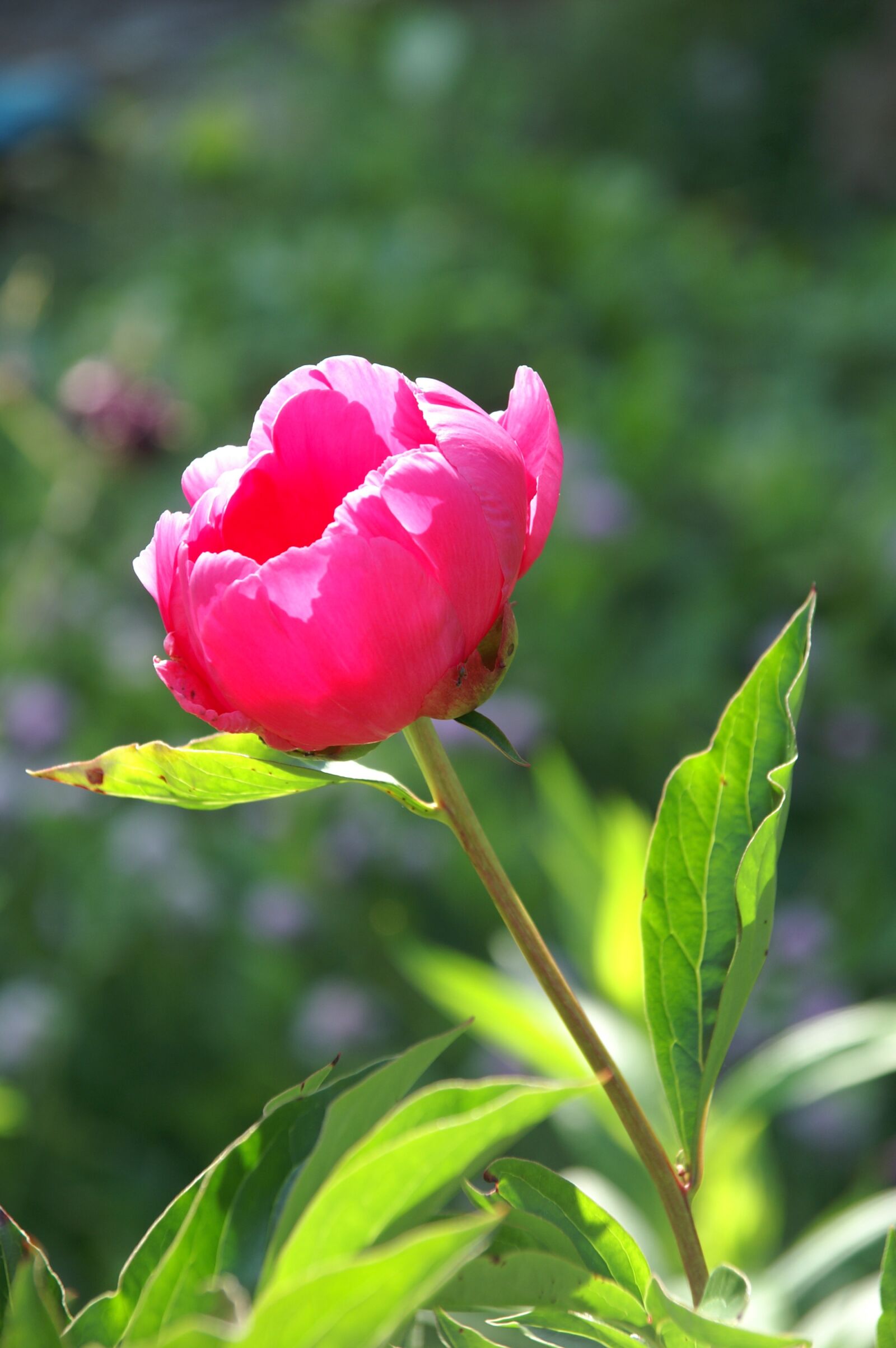 KONICA MINOLTA DYNAX 7D sample photo. Peony, paeonia, pink photography