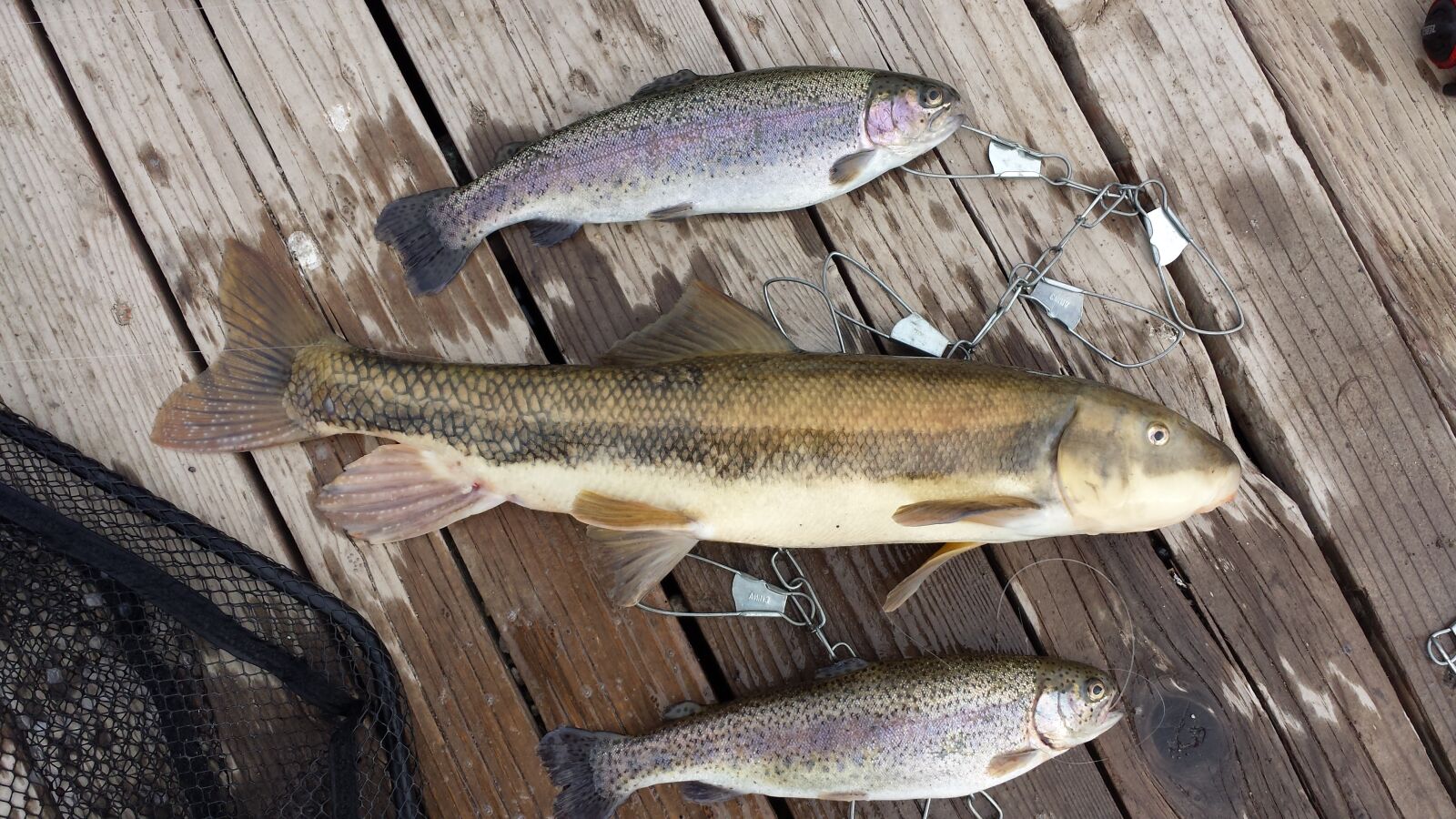 Samsung Galaxy S4 sample photo. Trout, fishing, fish photography