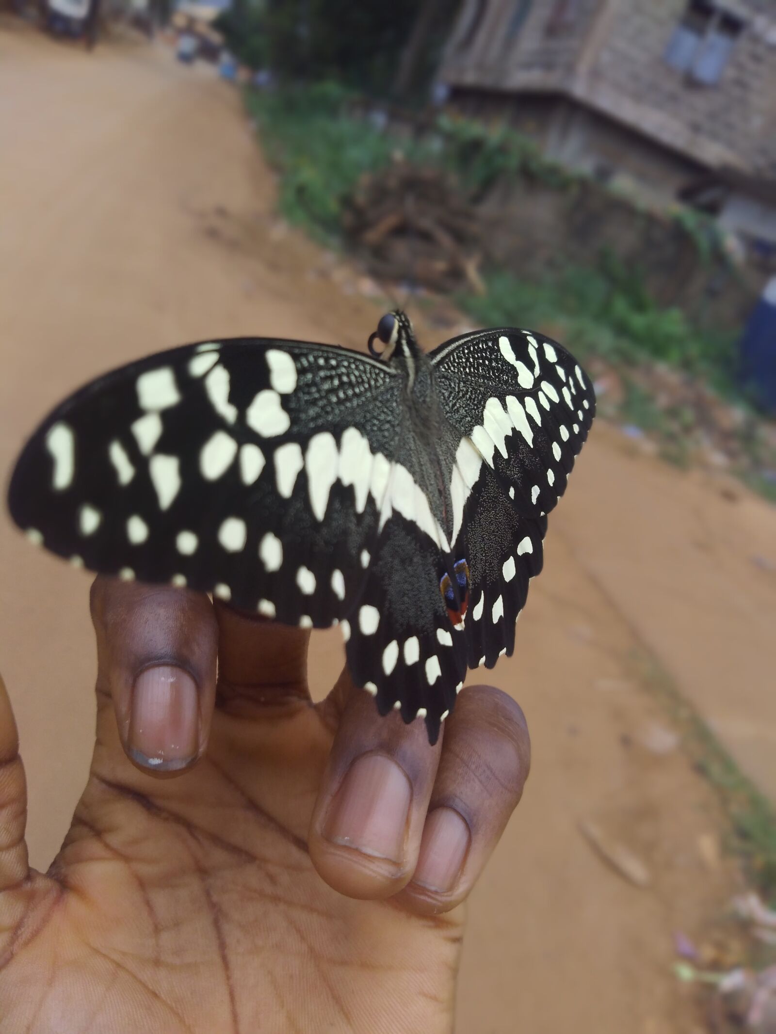 GIONEE S11 lite sample photo. Fly, butterfly, cute photography
