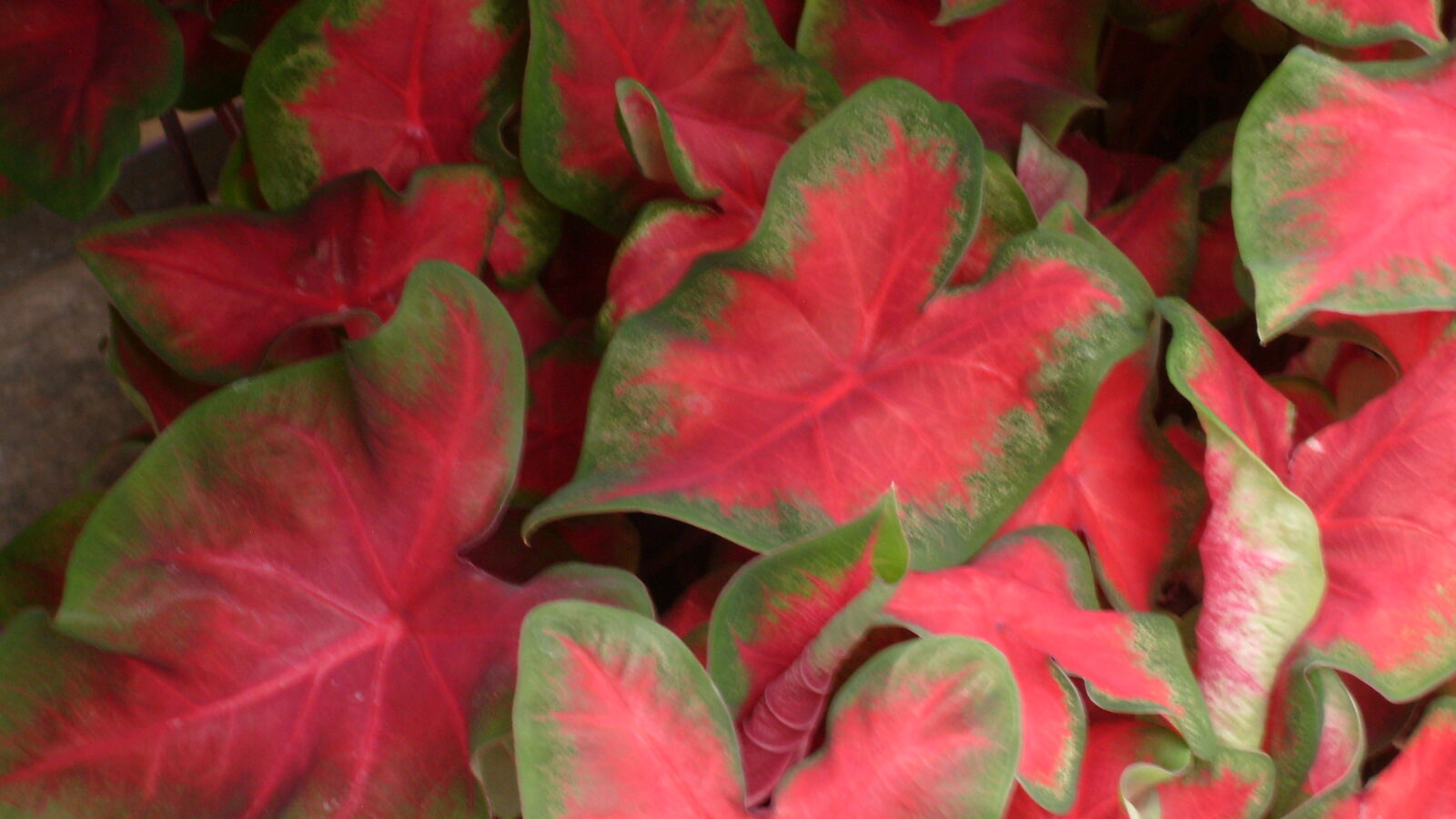 Samsung KENOX S730  / Samsung S730 sample photo. Green, leaves, red photography