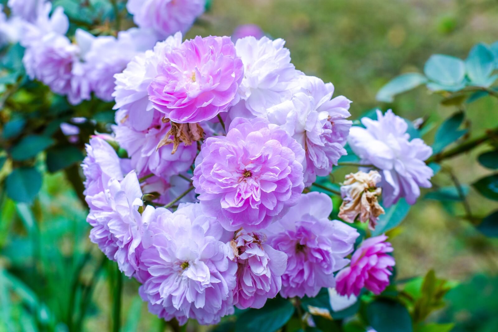 Nikon D3400 sample photo. Flowers, pink roses, flower photography