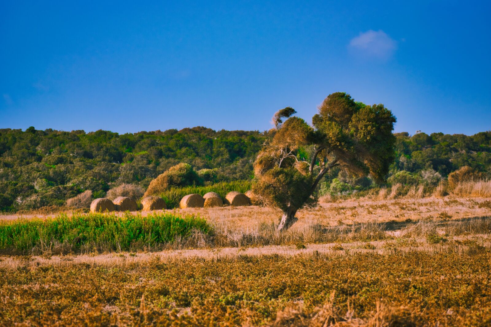 Nikon D5300 sample photo. Landscape, tree, field photography