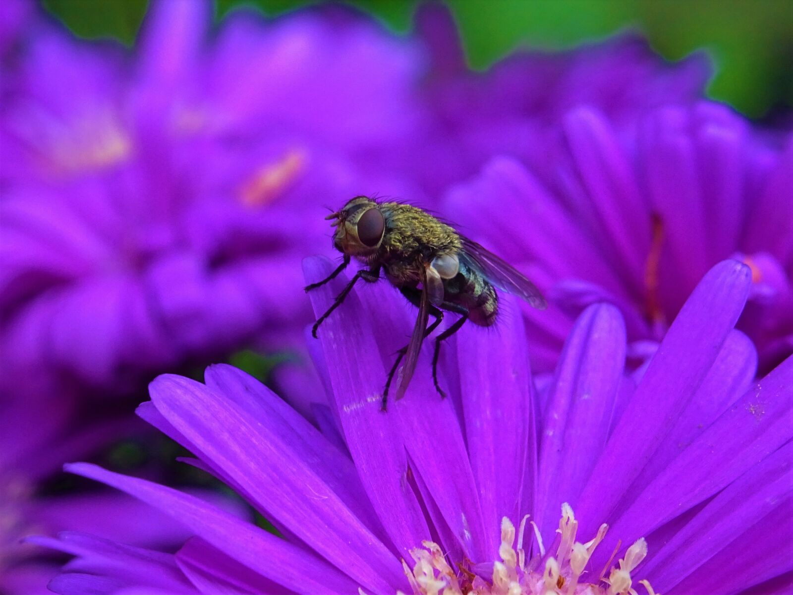 Sony DSC-HX60 sample photo. Fly, plant, nature photography
