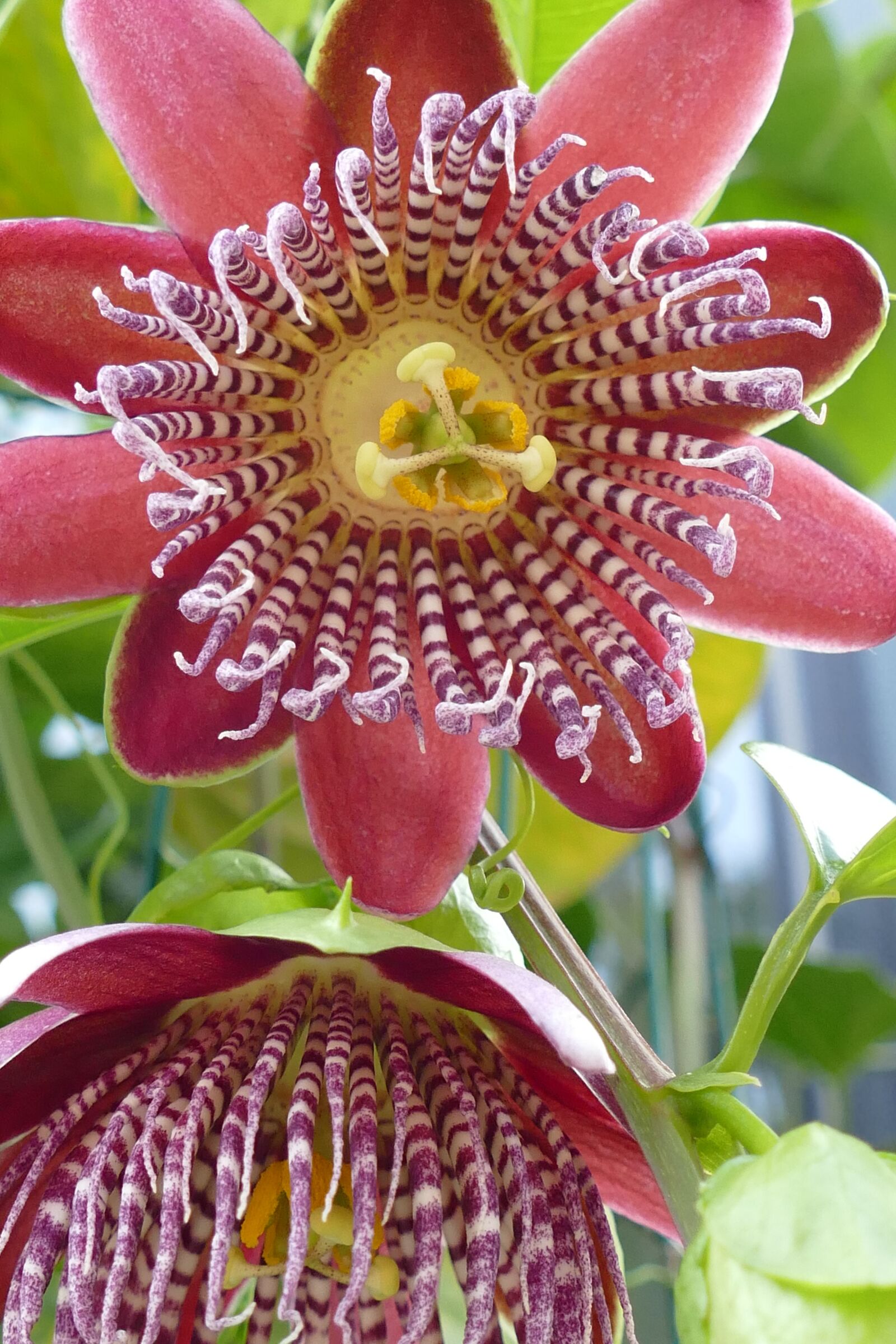 Panasonic Lumix DMC-FZ1000 sample photo. Passion flower, passifloraceae, flora photography