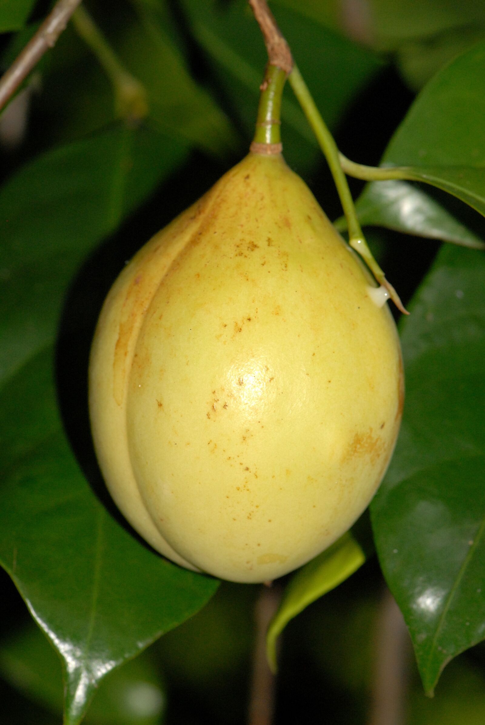 Nikon D200 sample photo. Nutmeg, fruit, muscat photography