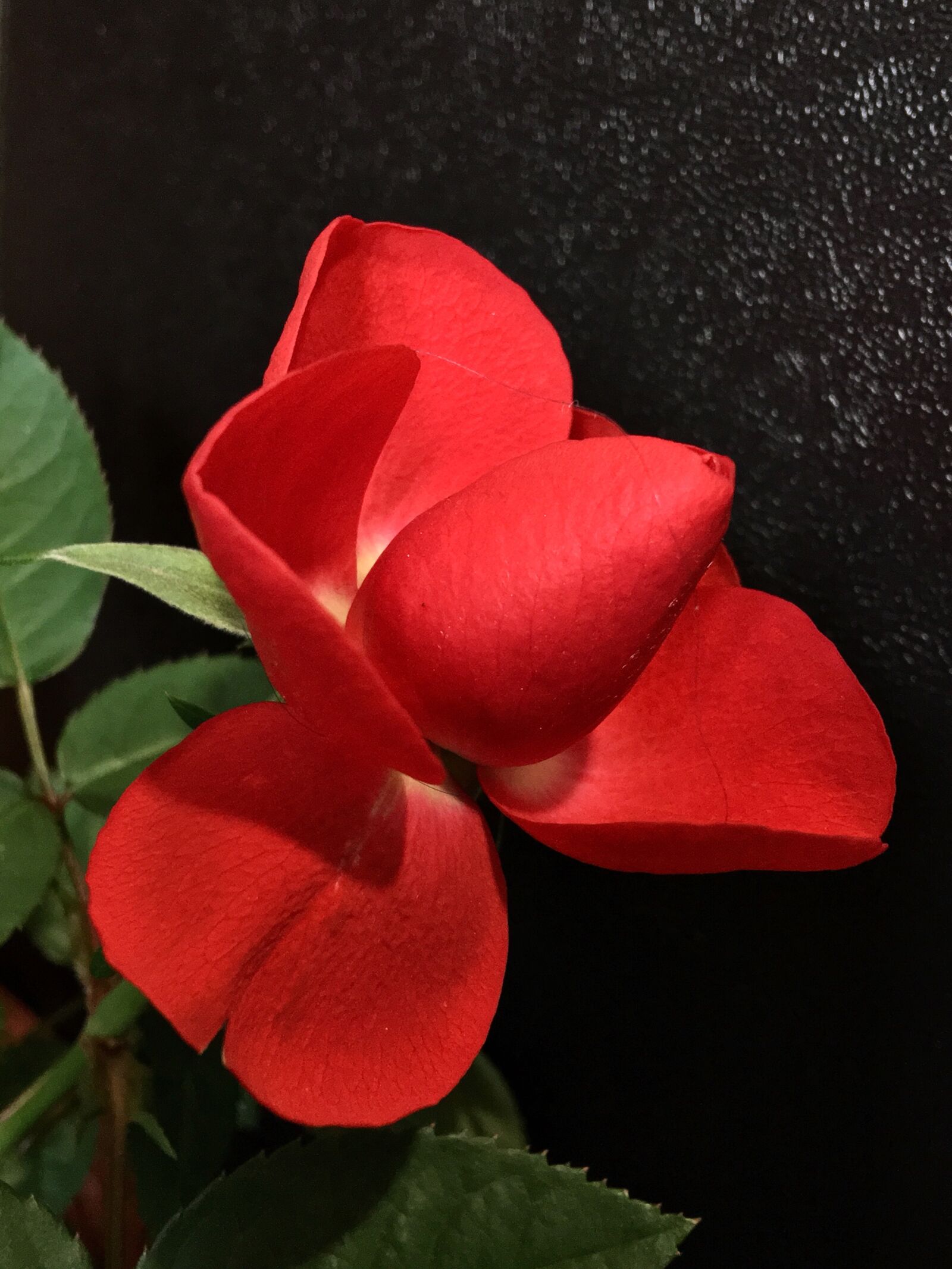iPhone 6s Plus back camera 4.15mm f/2.2 sample photo. Red rose, red petals photography