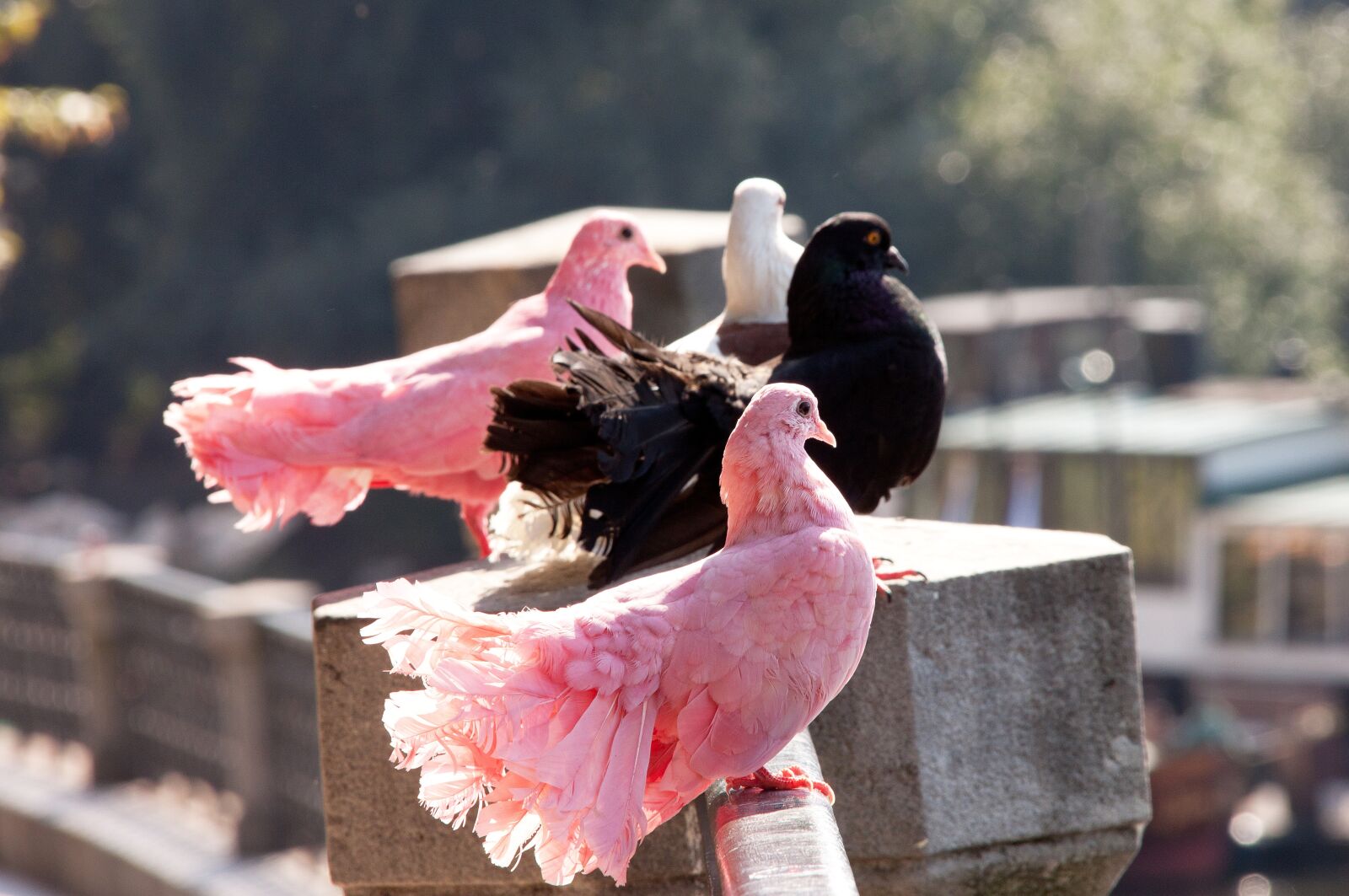 Canon EOS 500D (EOS Rebel T1i / EOS Kiss X3) sample photo. Pigeons, birds, beautiful photography