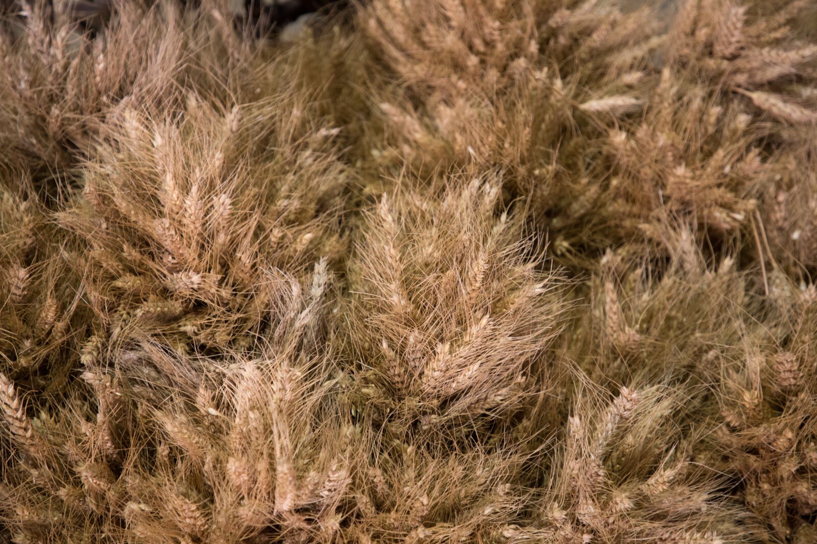 Canon EF 24-105mm F4L IS II USM sample photo. Wheat, labor, agriculture photography