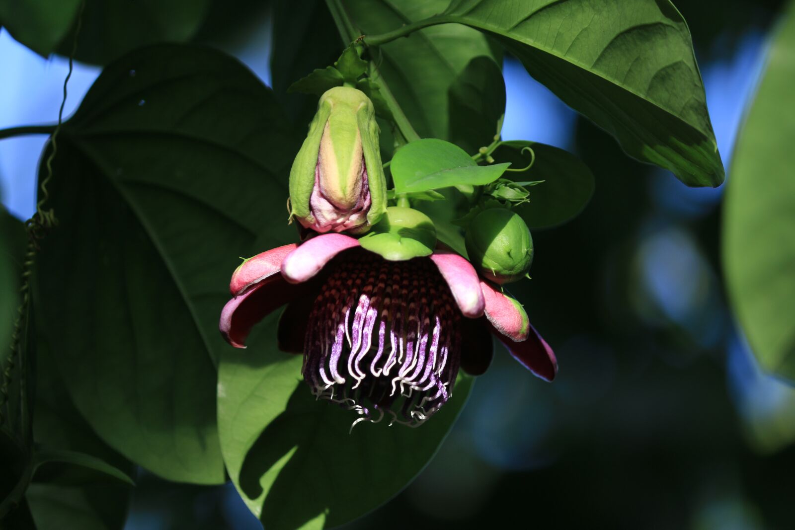 Canon EOS 70D sample photo. Passiflor, flower, climbing photography