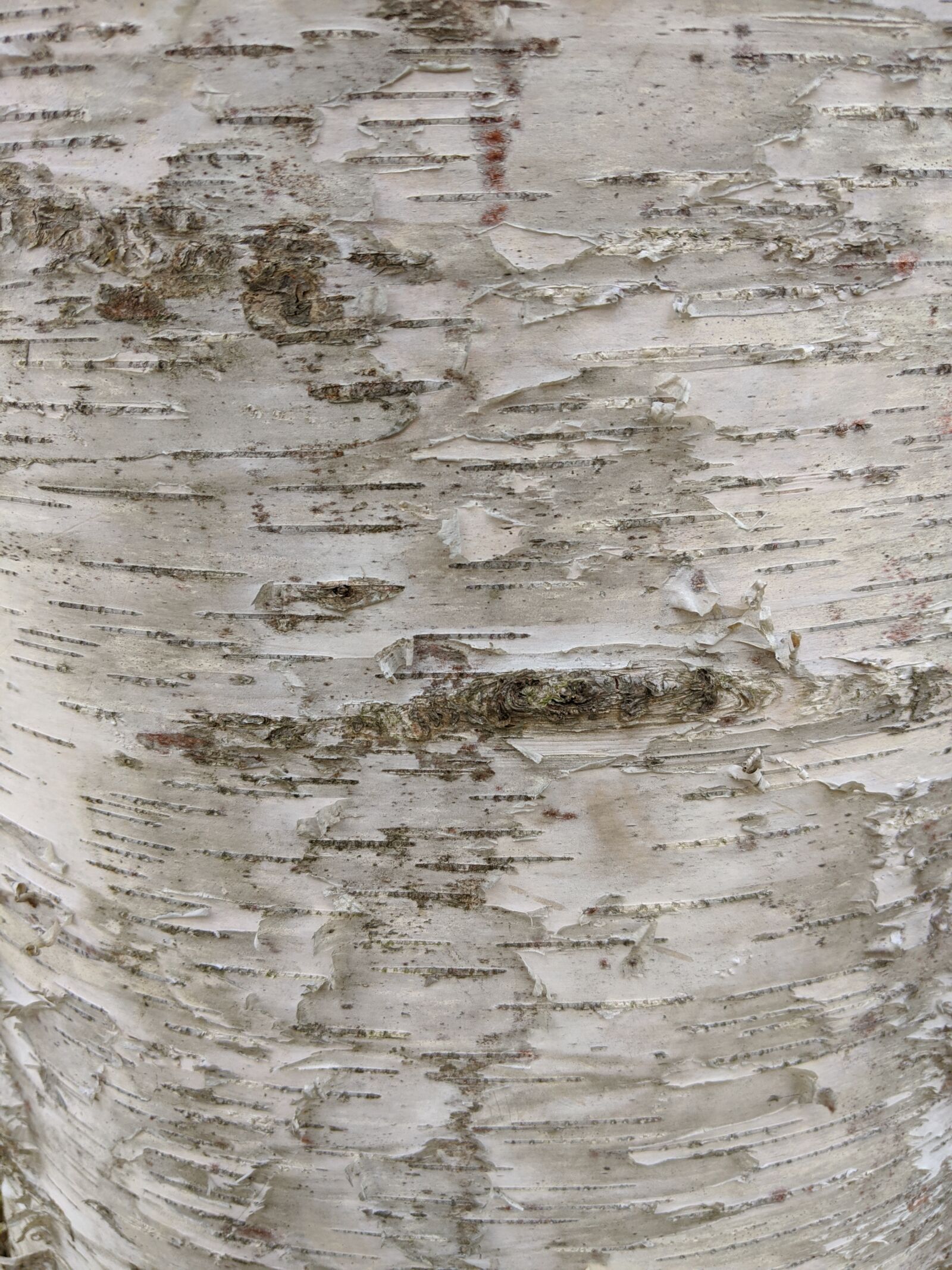 Google Pixel 3a XL sample photo. White, birch, tree photography