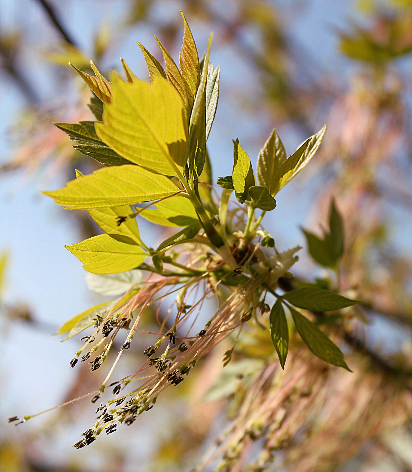 Canon EOS 1100D (EOS Rebel T3 / EOS Kiss X50) sample photo. Spring, kidney, bud photography