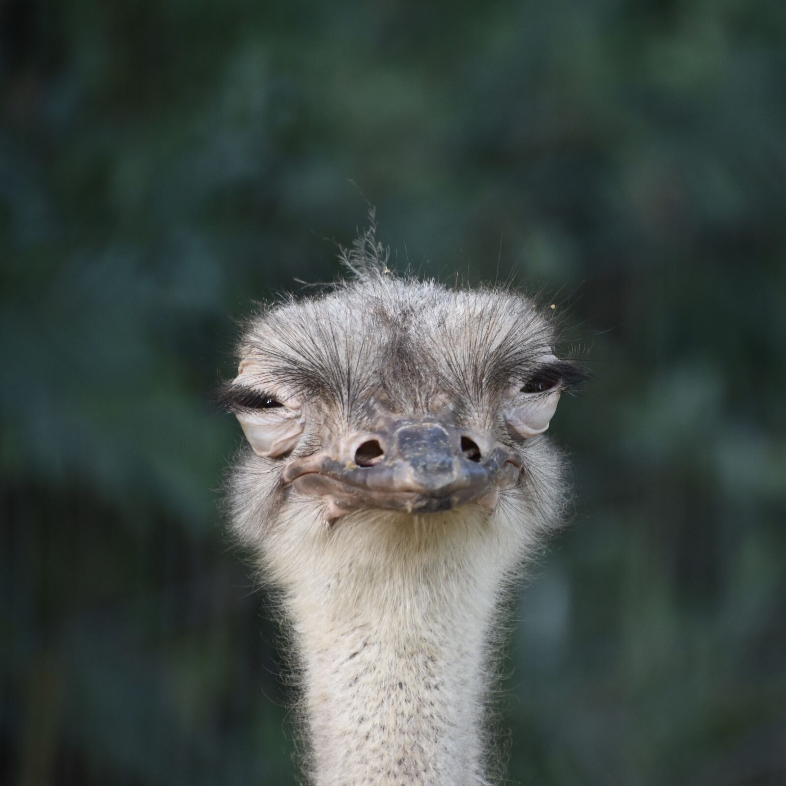 Nikon D7200 sample photo. The ostrich, llama, trapped photography