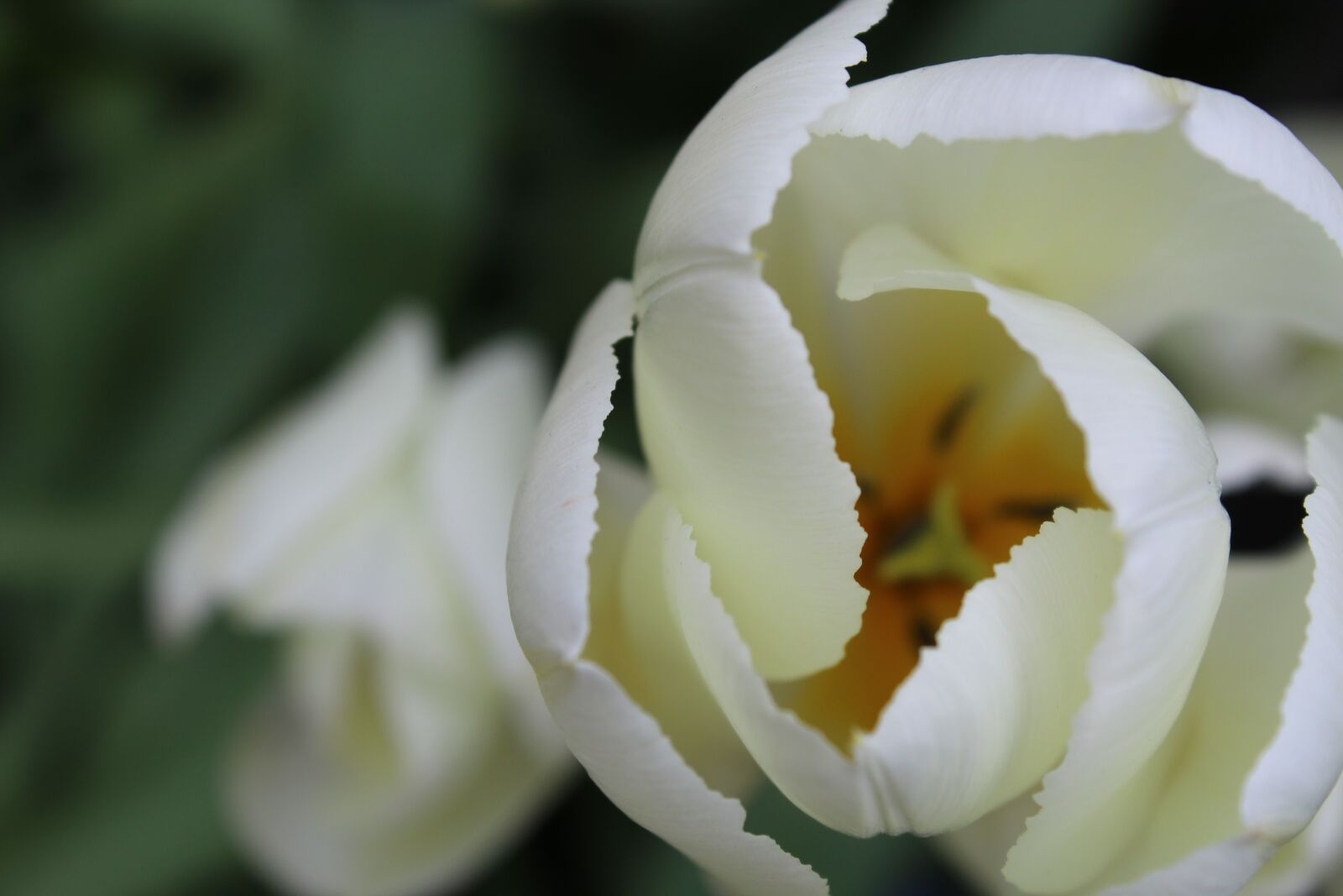 Canon EOS 1200D (EOS Rebel T5 / EOS Kiss X70 / EOS Hi) sample photo. Flower, nature photography