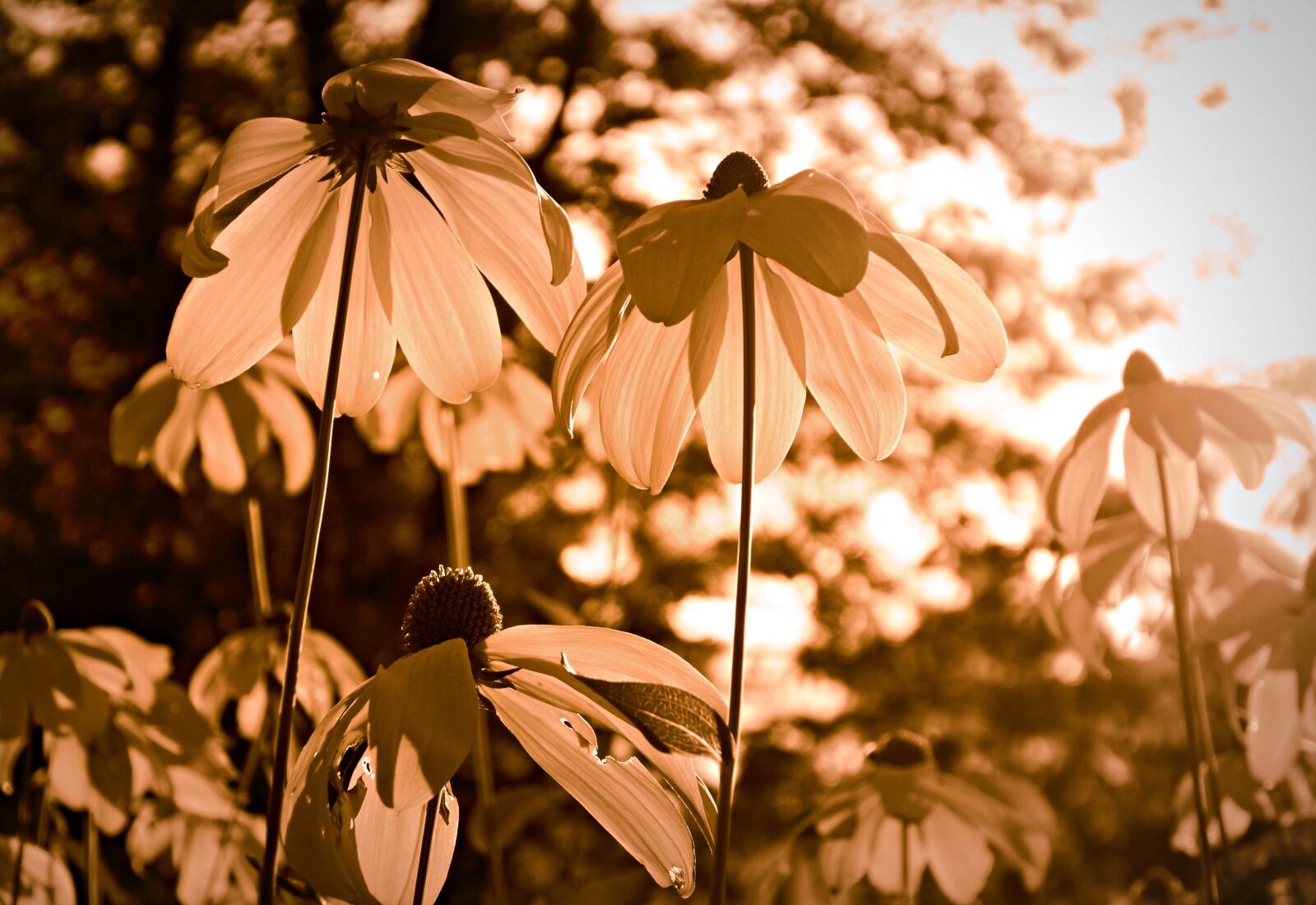 Sony Cyber-shot DSC-RX100 sample photo. Cone flower, yellow cone photography