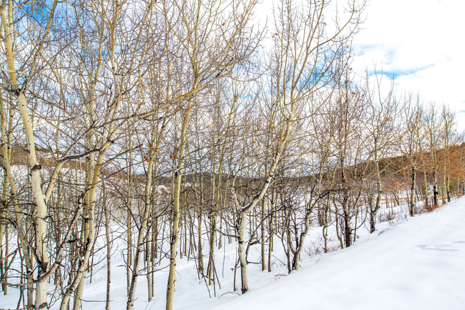 Canon 20mm F1.4 DG HSM | Art 015 sample photo. Yukon, canada, snow photography