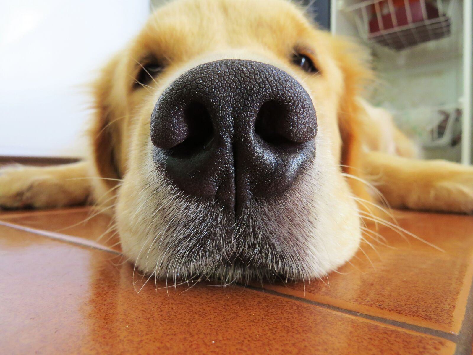 Canon PowerShot SX50 HS sample photo. Fuça, muzzle, dog photography