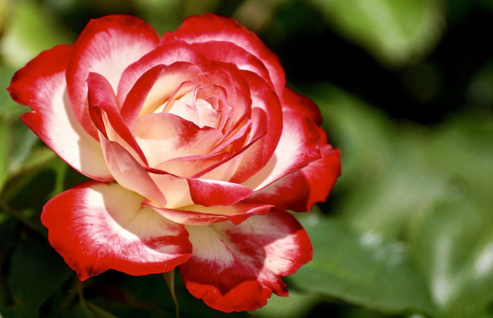 Sony DT 55-300mm F4.5-5.6 SAM sample photo. Rose, blossom, bloom photography
