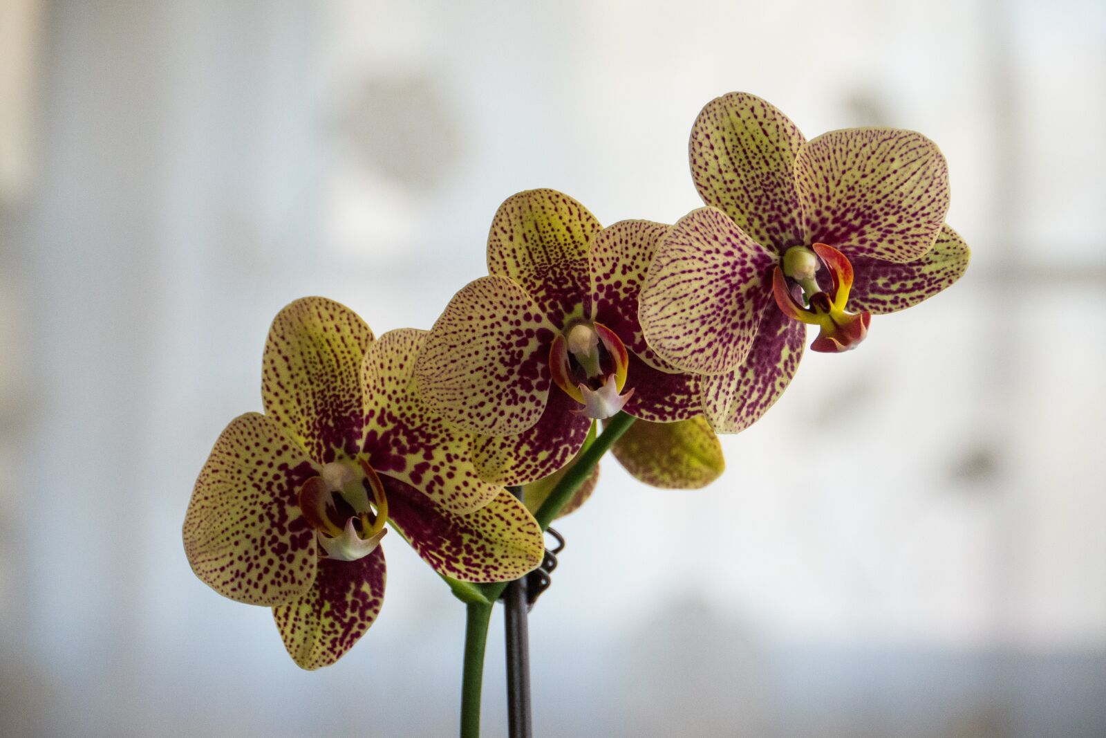 Panasonic Lumix DC-G9 sample photo. Orchid, nature, flower photography