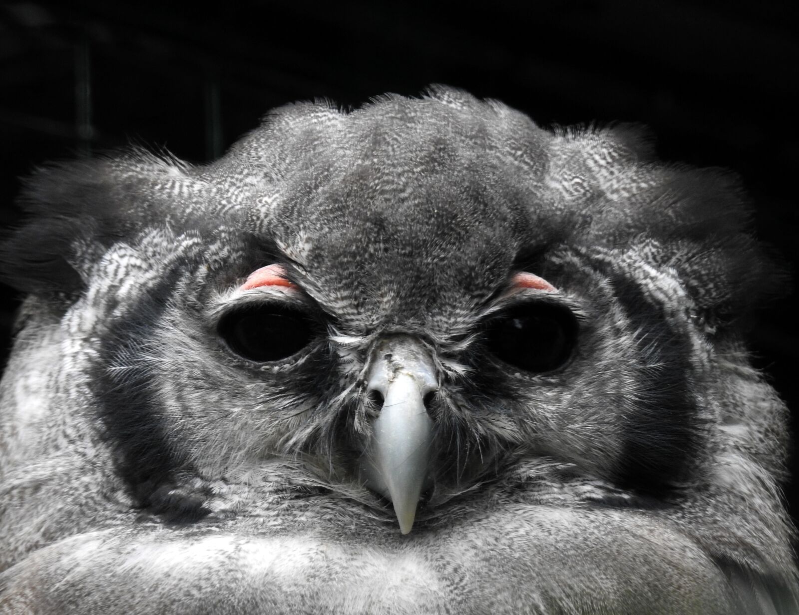 Nikon Coolpix P900 sample photo. Owl, watching, nature photography