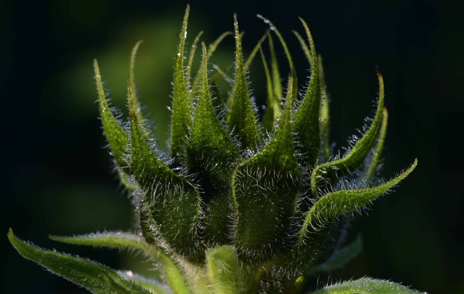Nikon D3300 sample photo. Herb, plant, sunflower, green photography