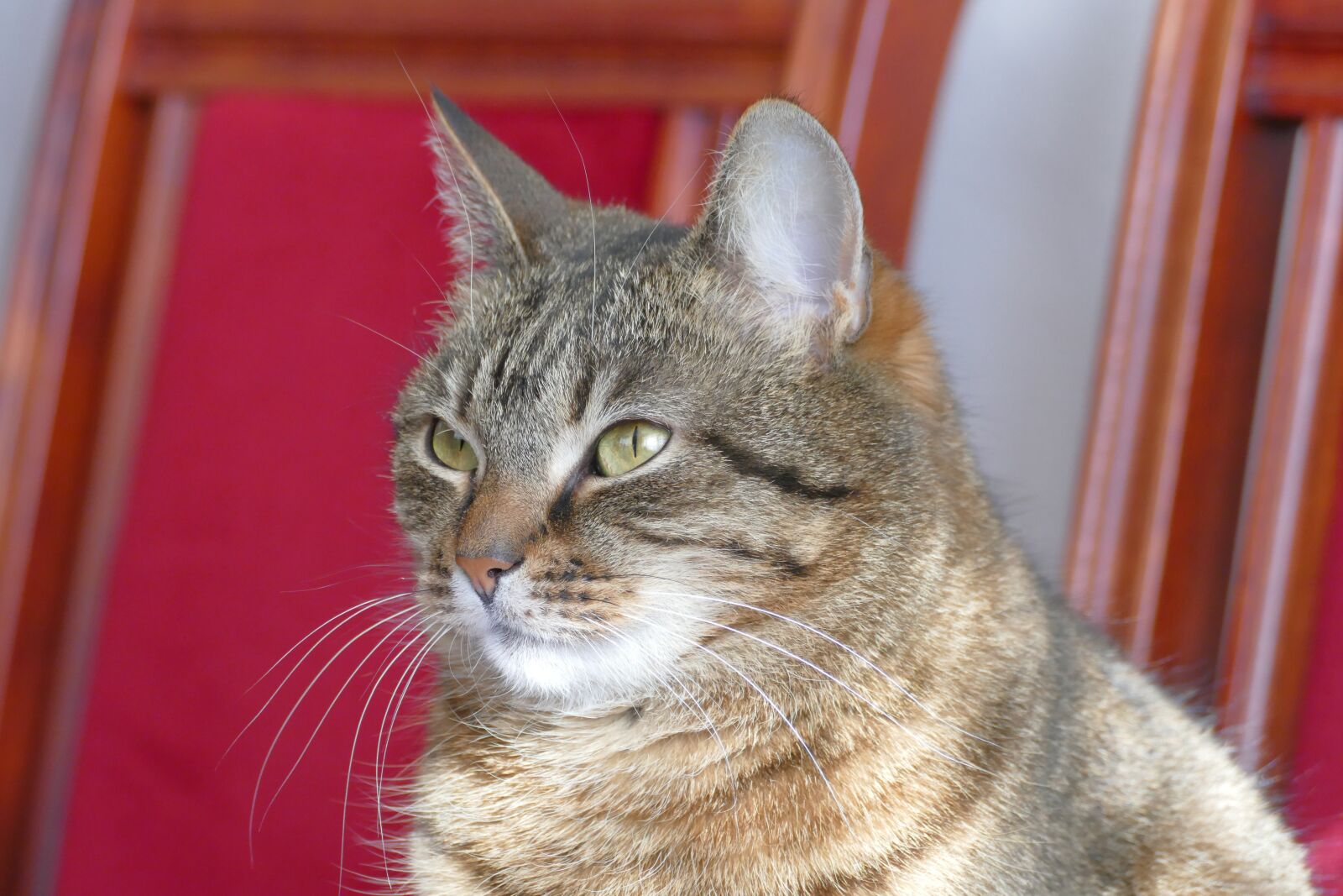 Panasonic Lumix DMC-FZ1000 sample photo. Cat, dachowiec, animal photography
