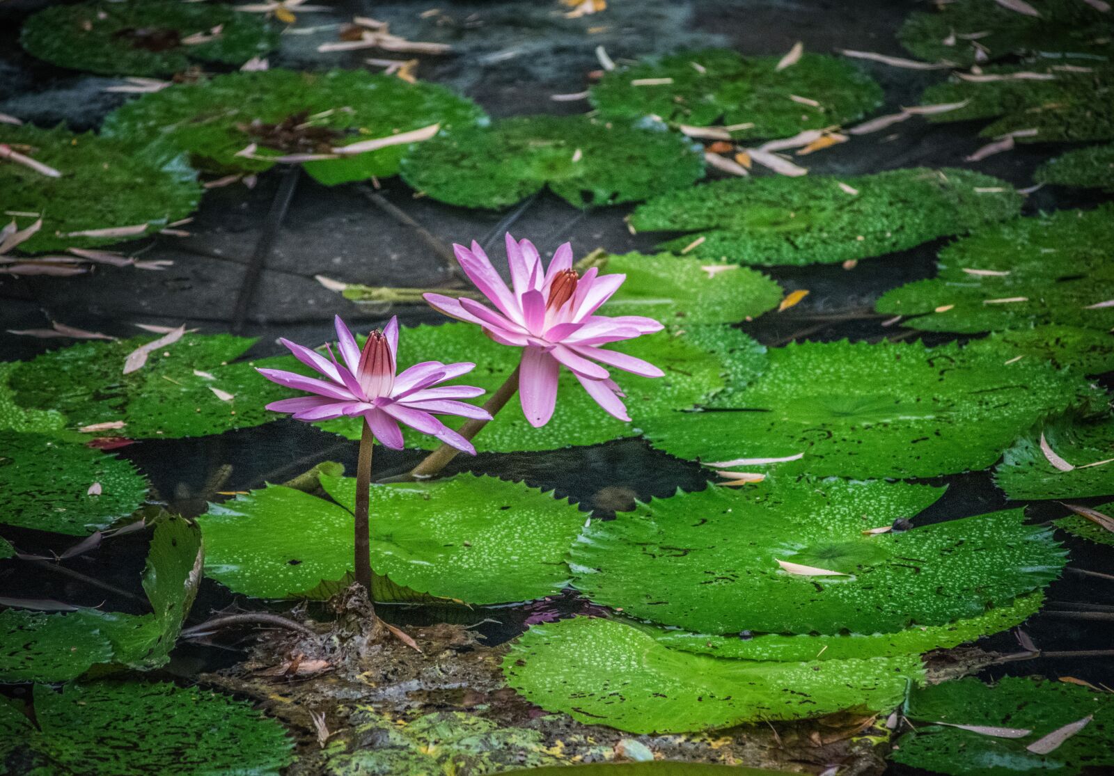 Nikon D5300 sample photo. Waterlilies, flowers, water photography