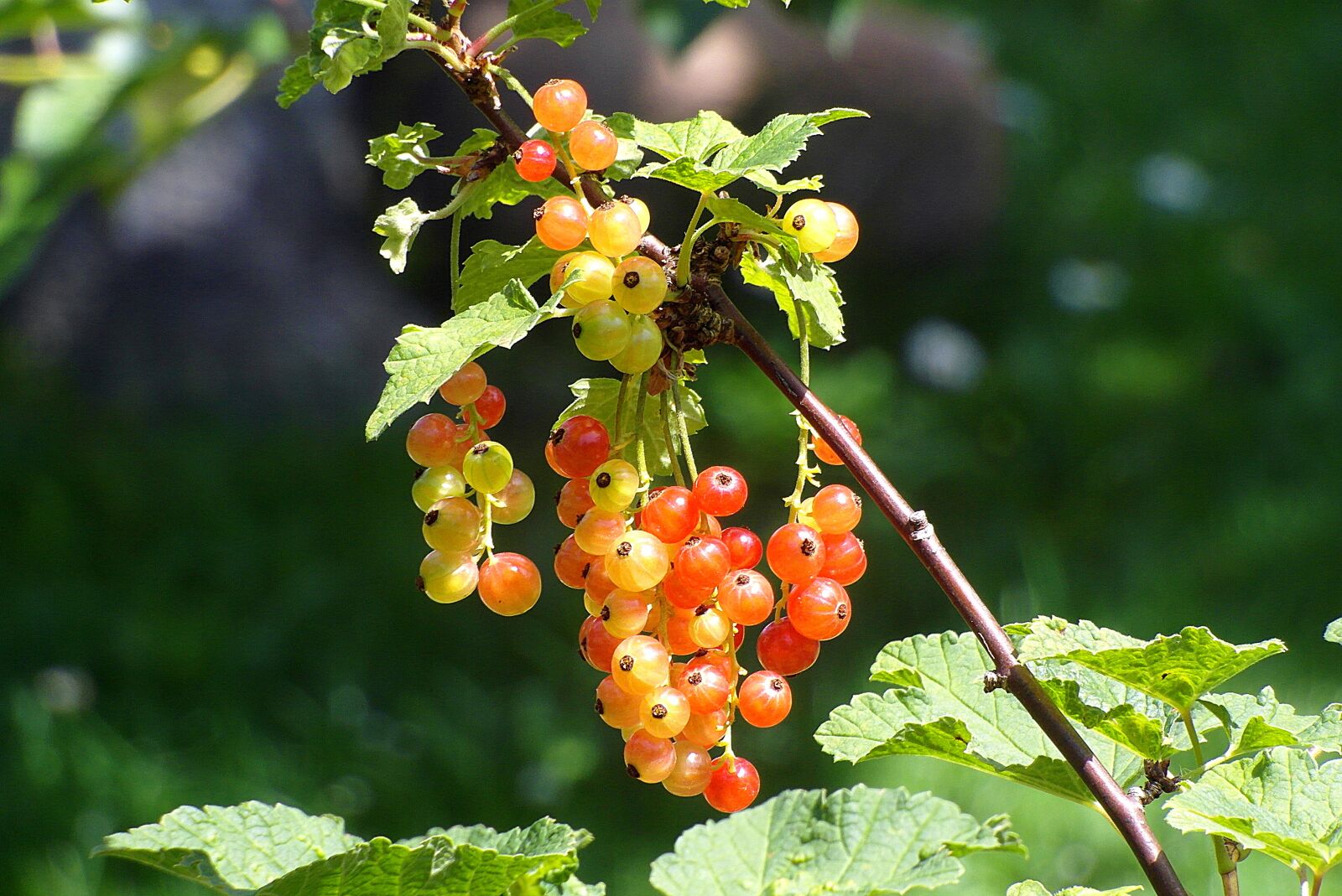Samsung WB750 sample photo. Bush, currant, red photography