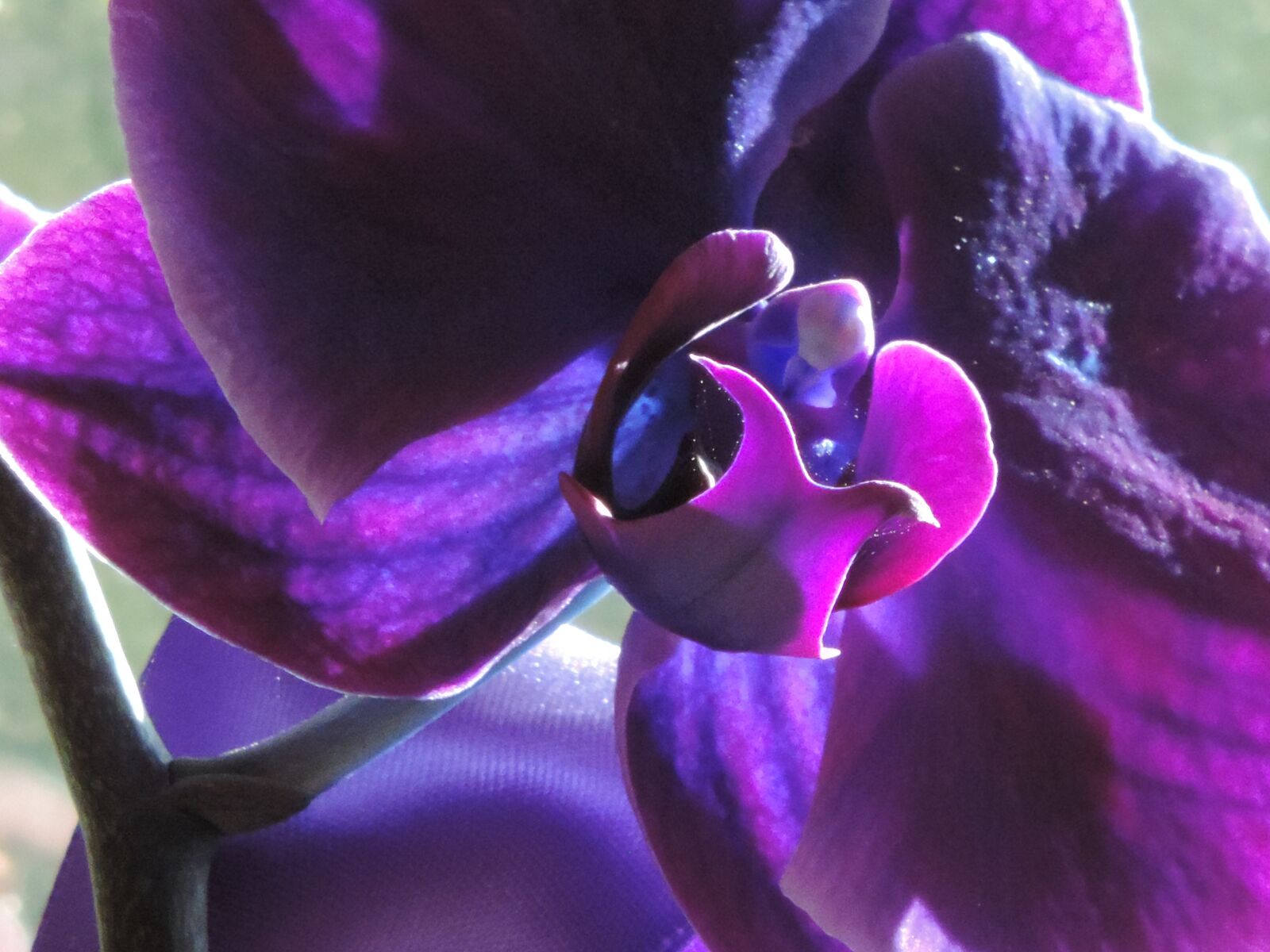 Nikon Coolpix P520 sample photo. Purple orchid, house, plant photography