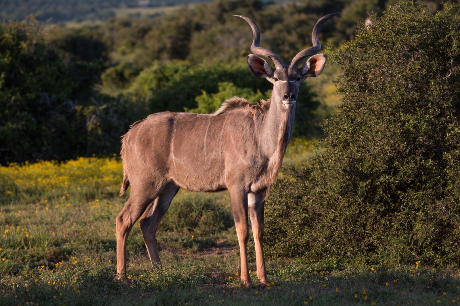 Canon EOS 70D sample photo. Kudu, antelope, south africa photography