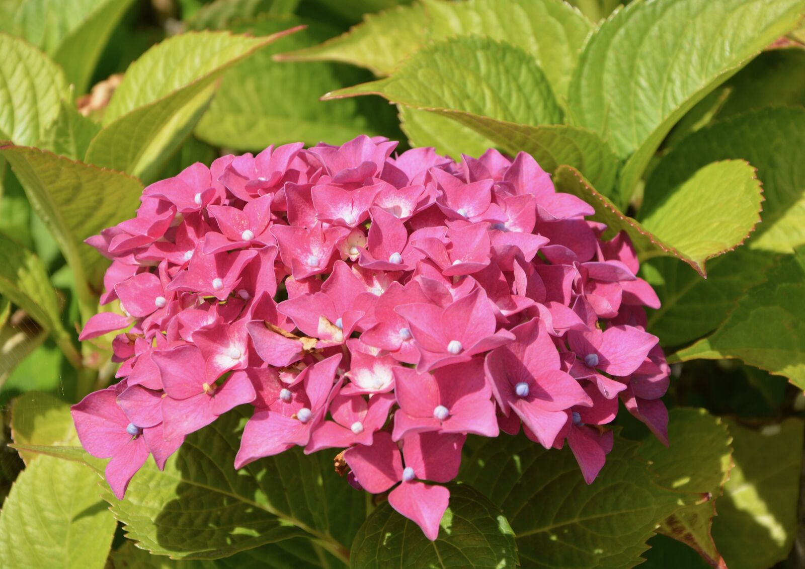 Nikon D5200 sample photo. Pink hydrangea, flower, plant photography