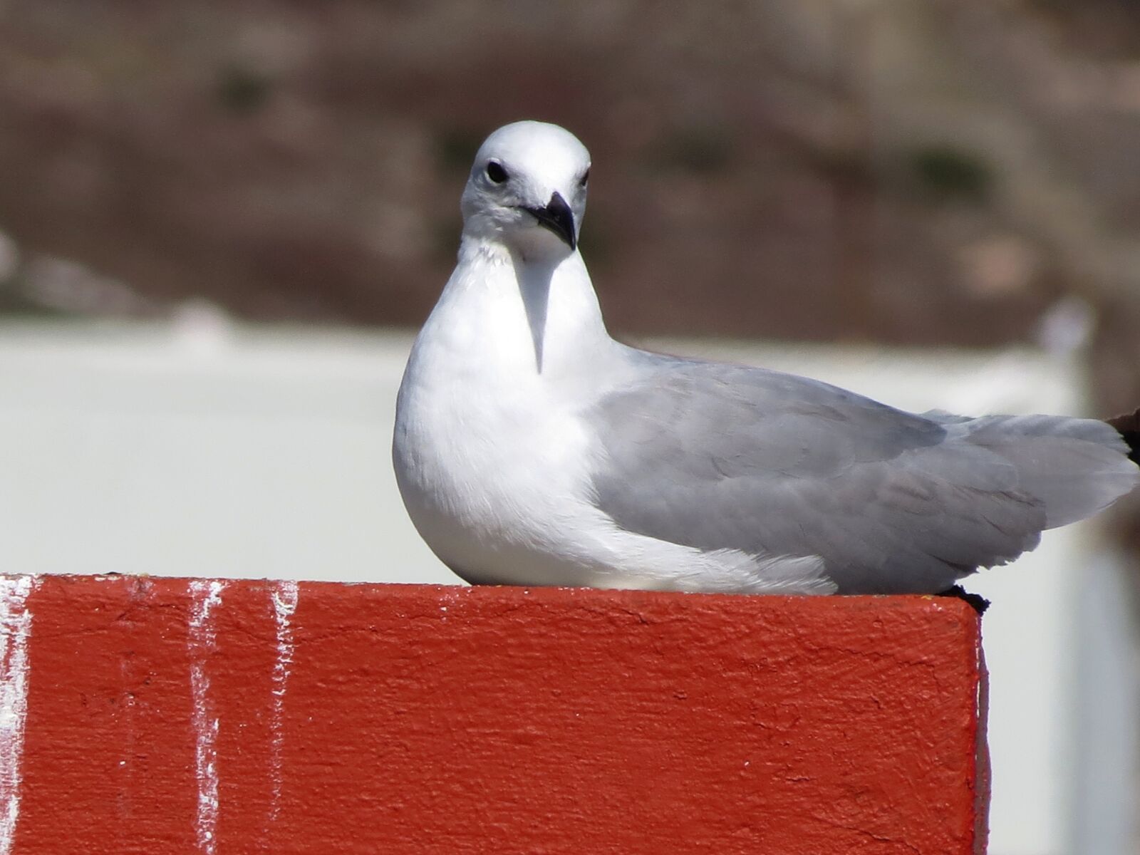 Canon PowerShot SX40 HS sample photo. Seagull, bird, ocean photography